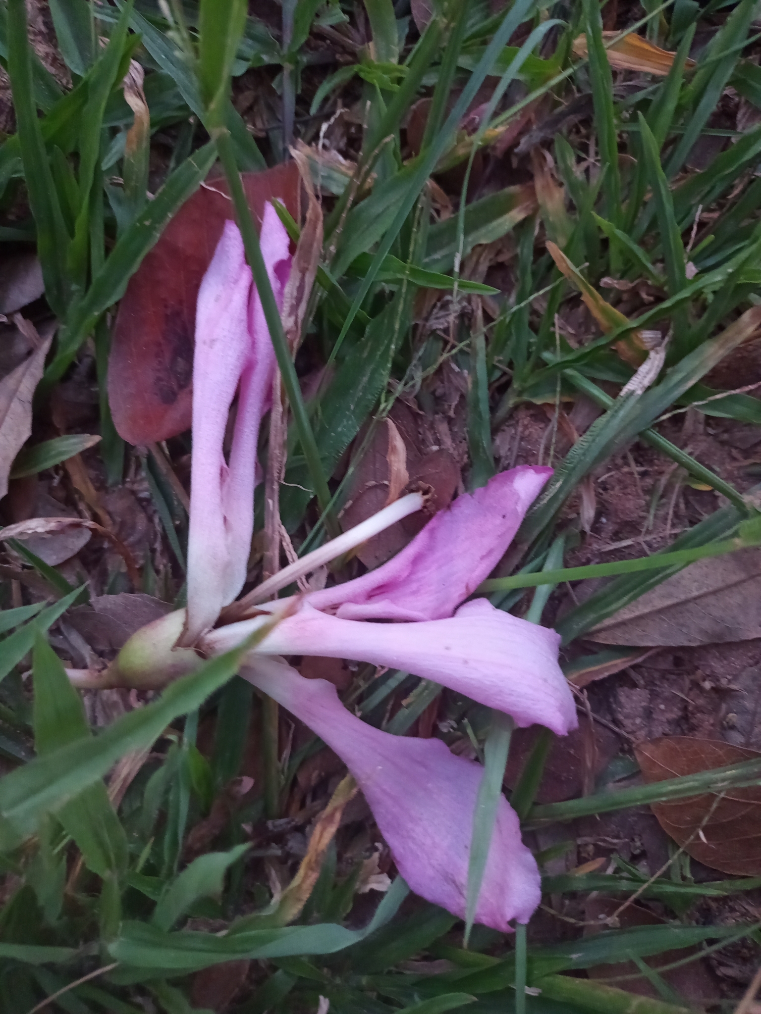 Photo of Silk floss tree (5/7)