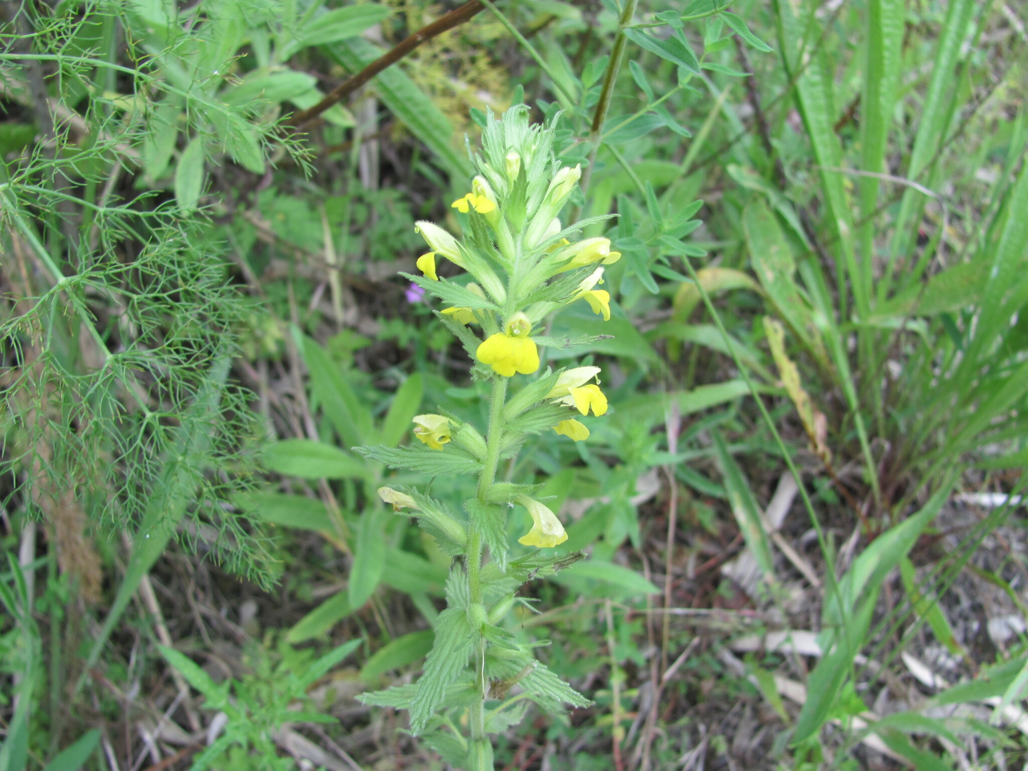 Photo of Yellow Glandweed (8/12)