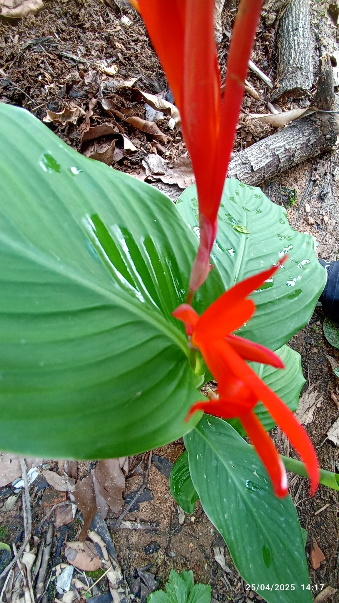 Photo of Indian shot (6/7)