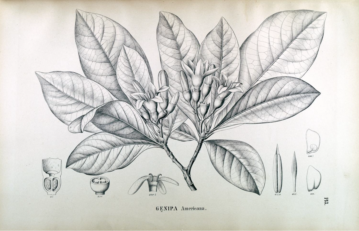 Photo of Genipap Tree (1/6)