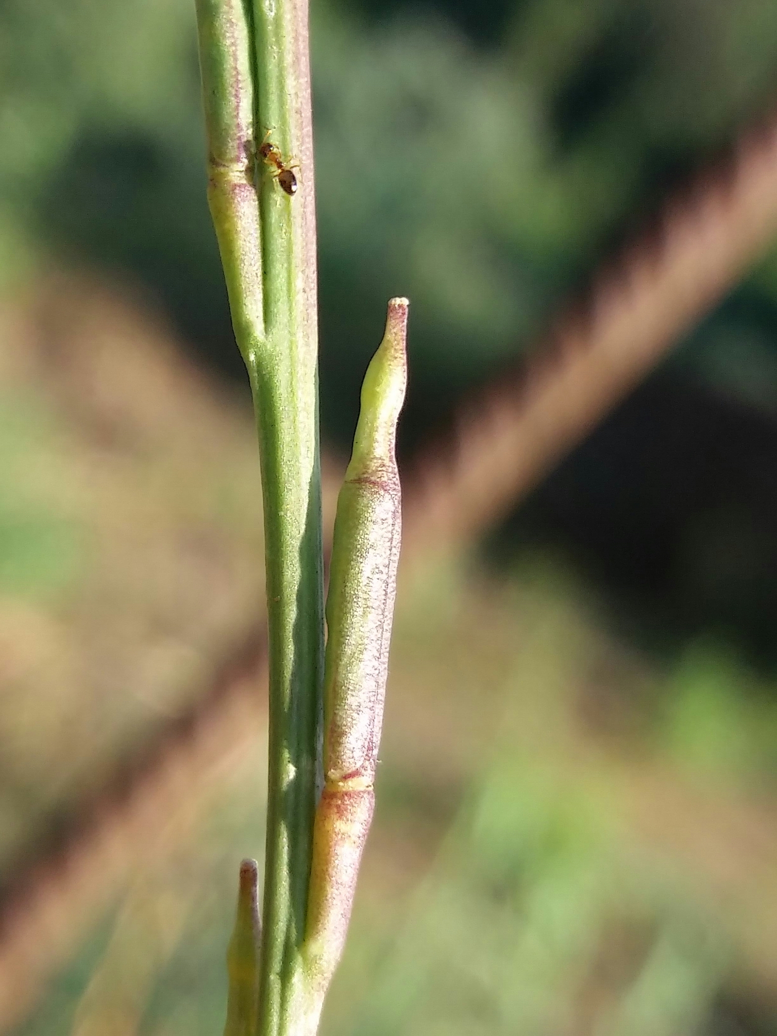 Photo of Shortpod Mustard (9/12)