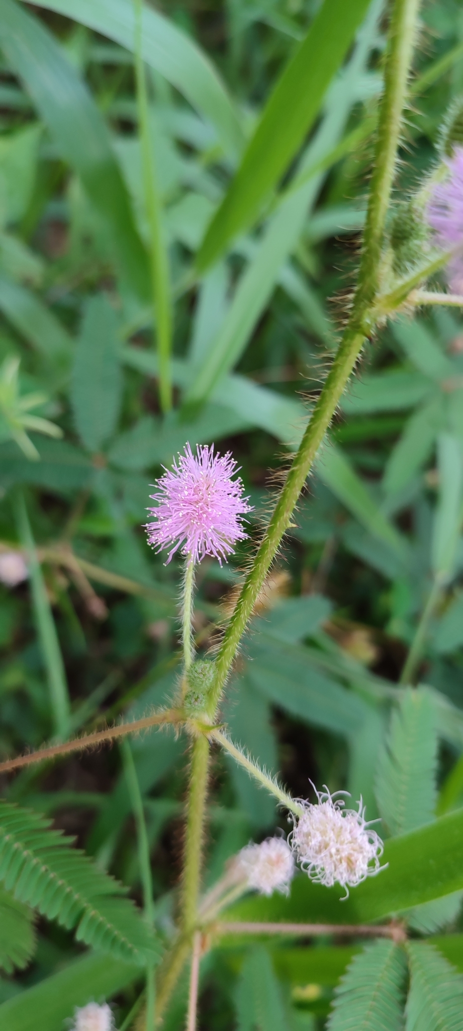 Photo of Sensitive Plant (4/11)