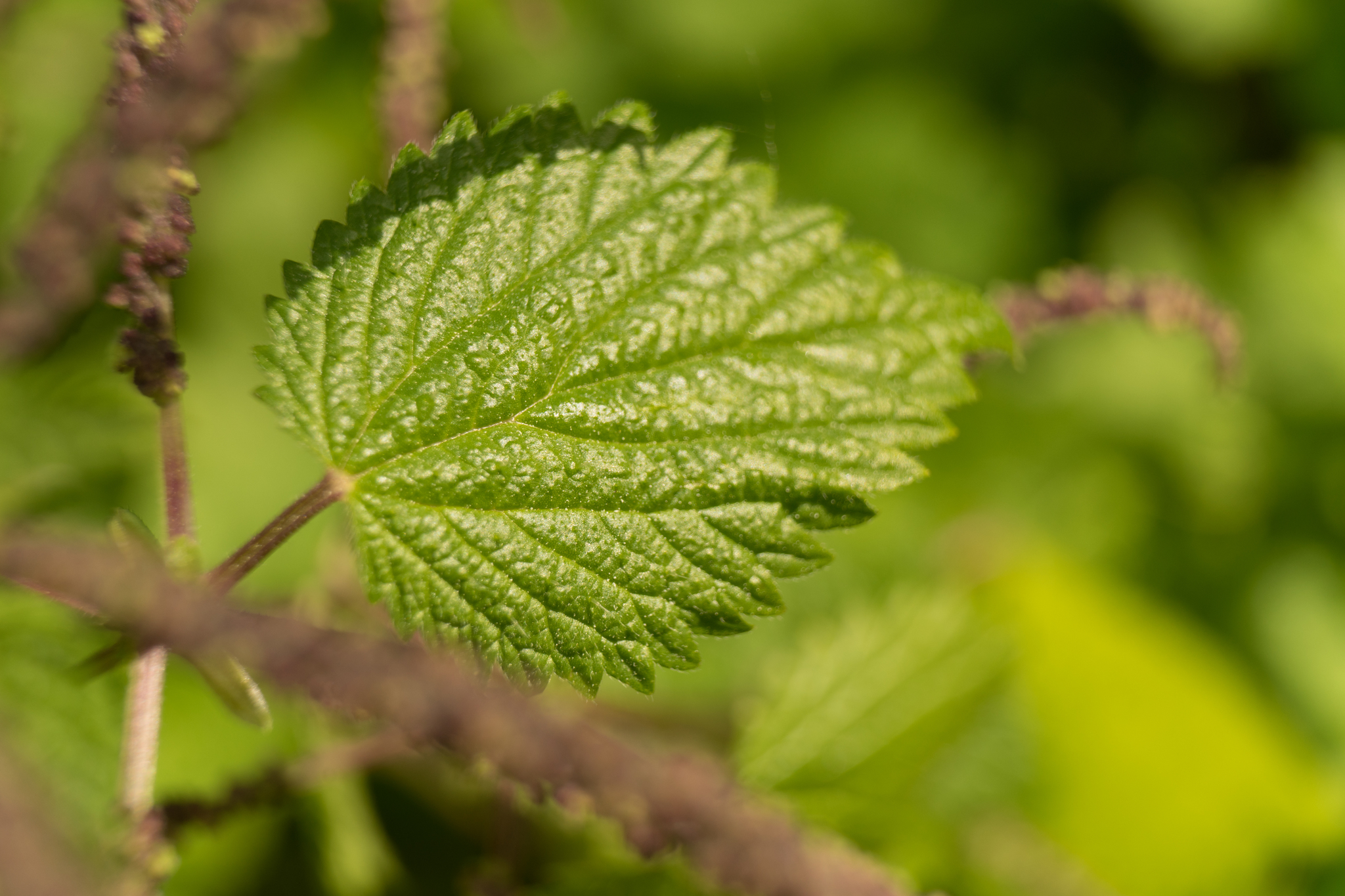 Photo of Mediterranean Nettle (4/8)