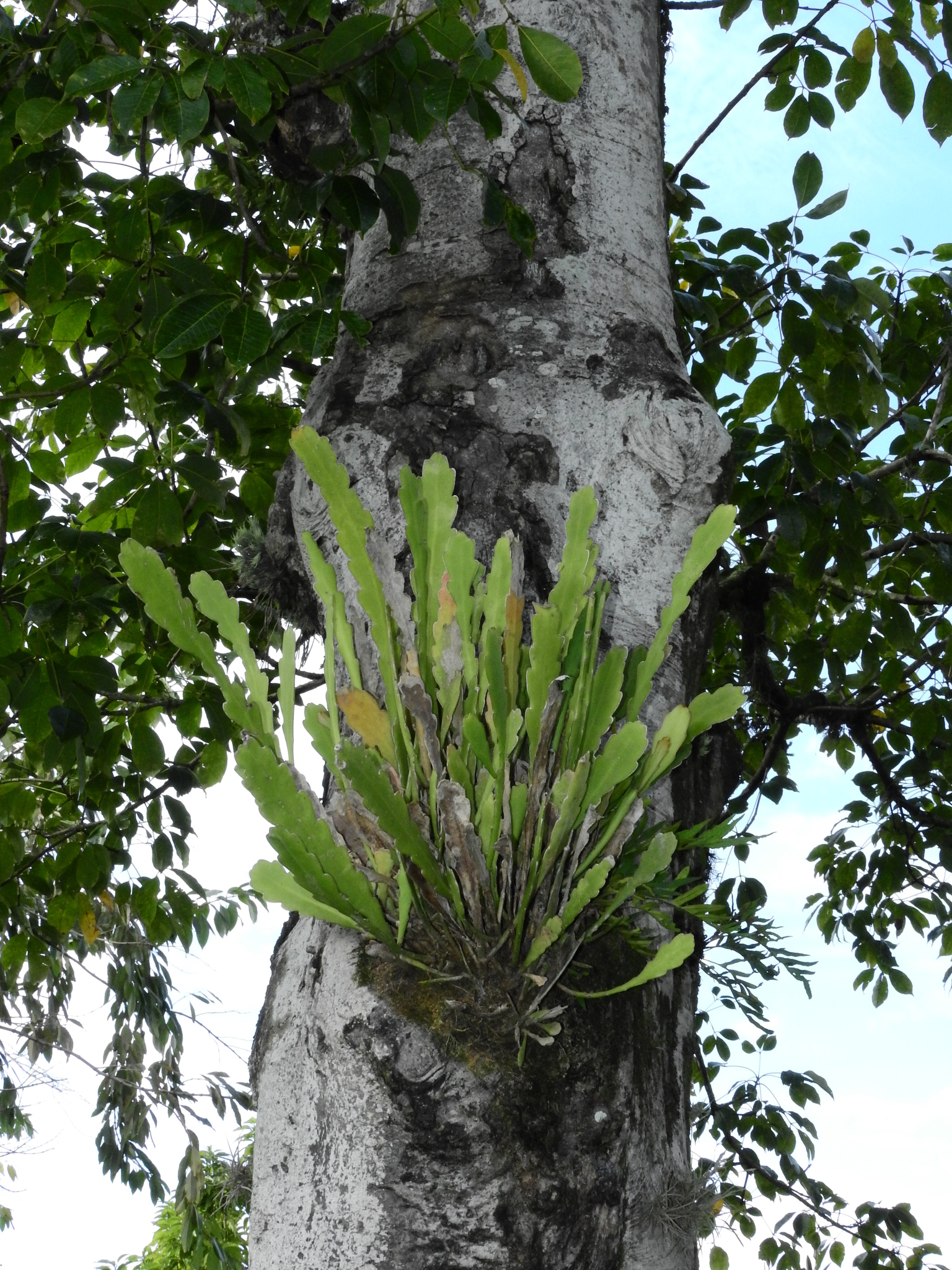 Photo of Epiphyllum phyllanthus (12/12)