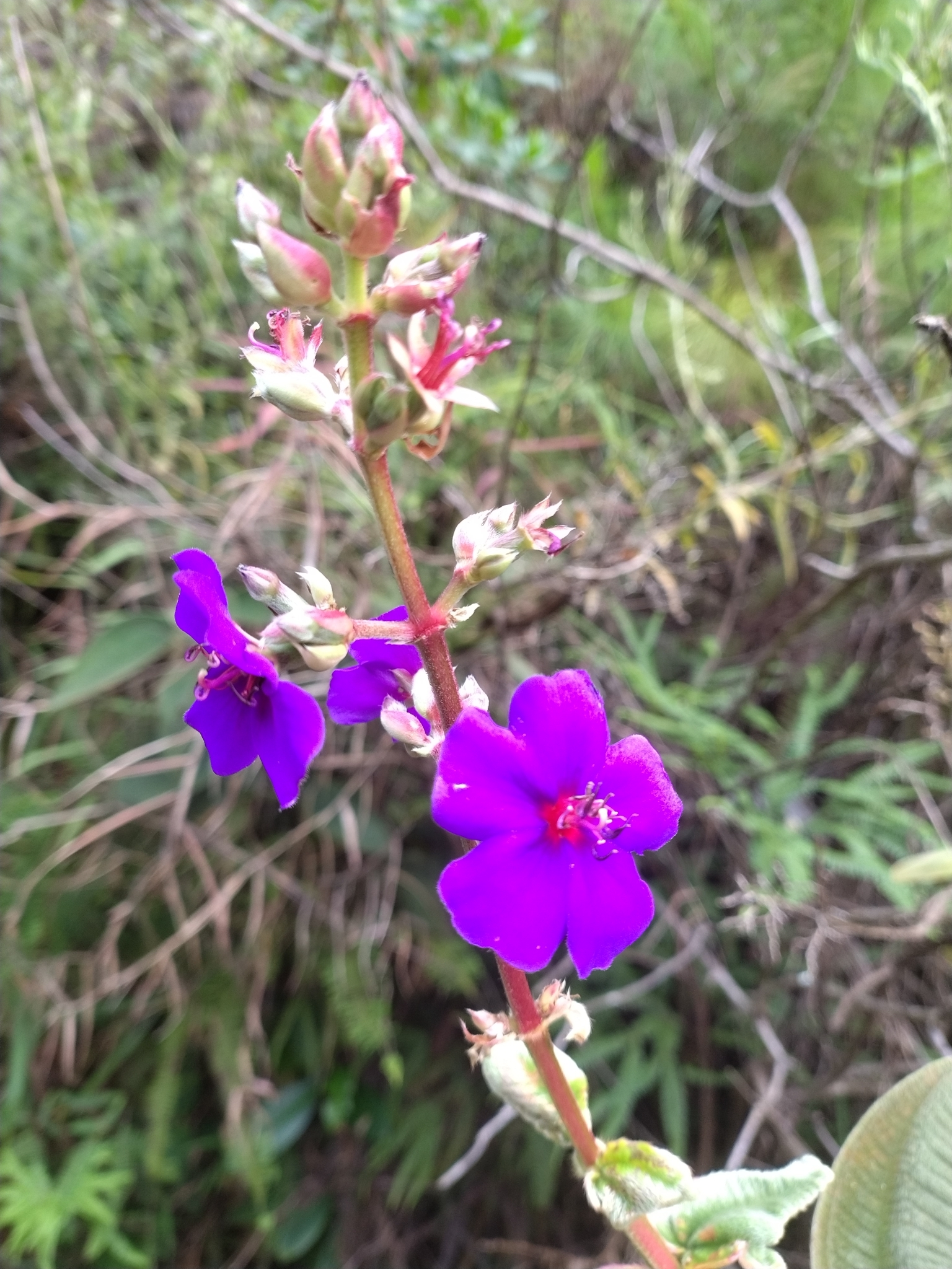 Photo of silverleafed princess flower (1/7)