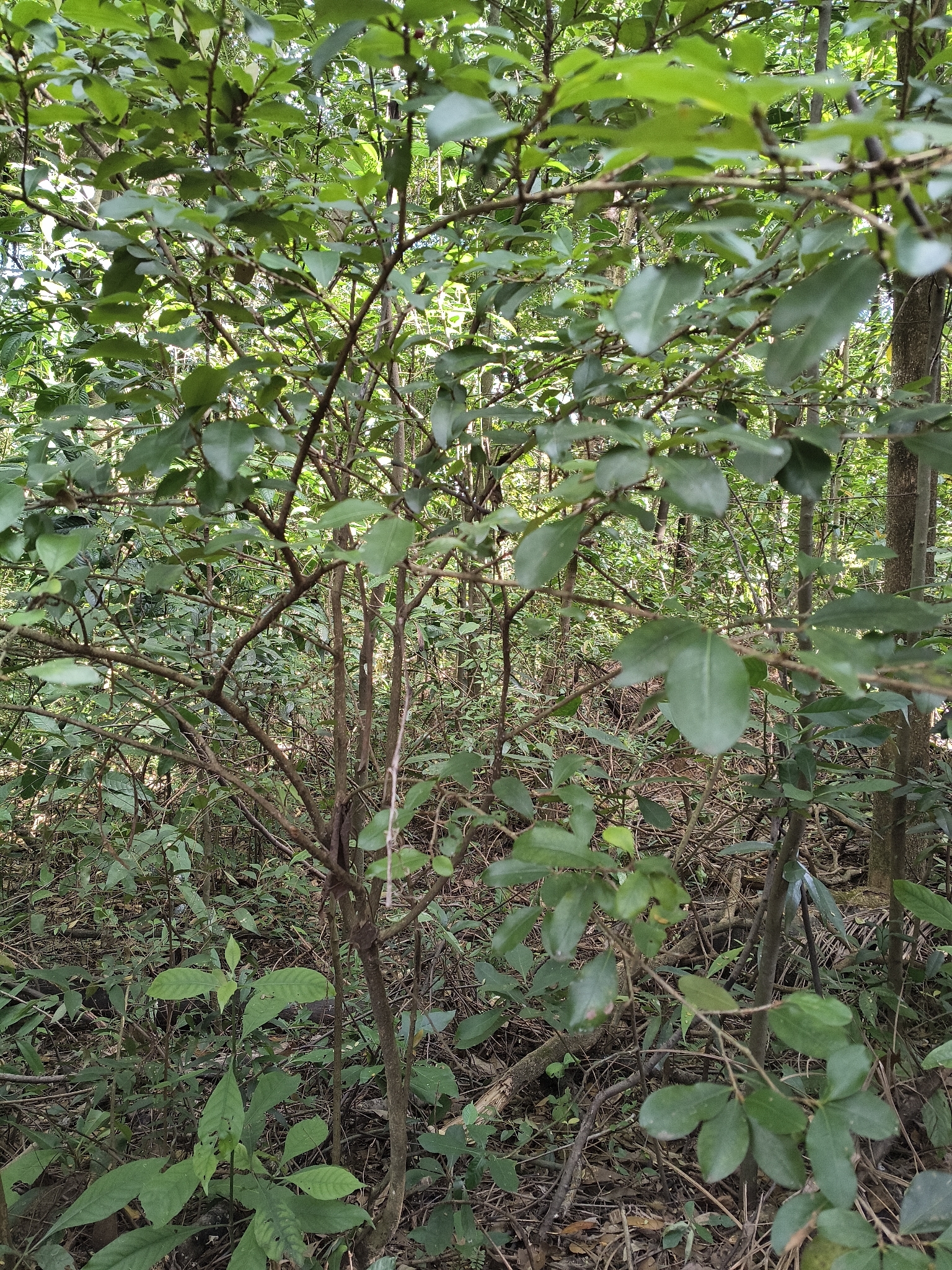 Photo of Psidium rufum (6/7)