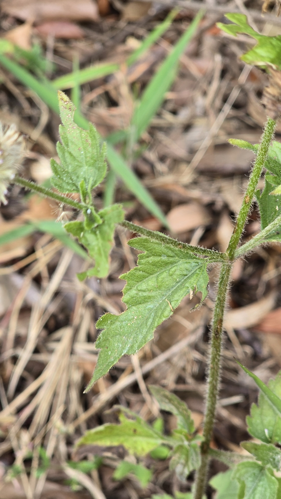 Photo of pussyfoot (5/7)