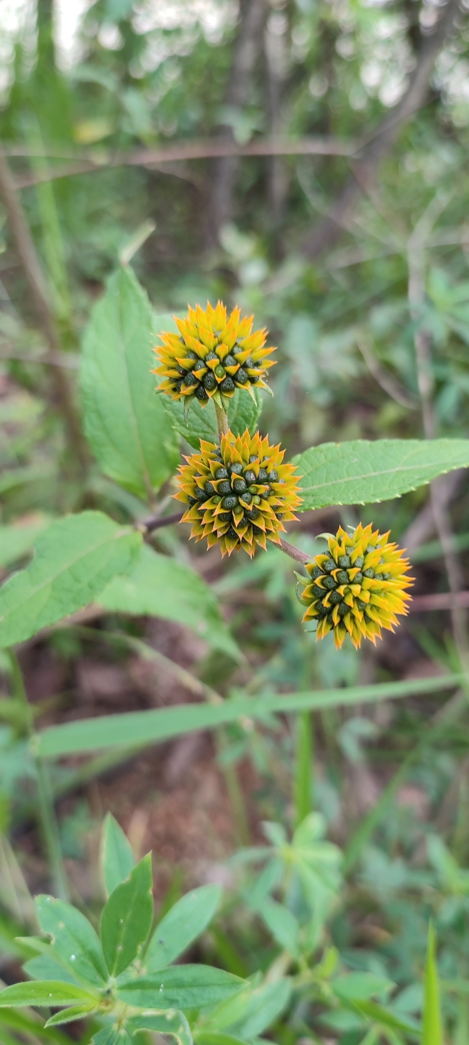 Photo of Tilesia baccata (8/10)