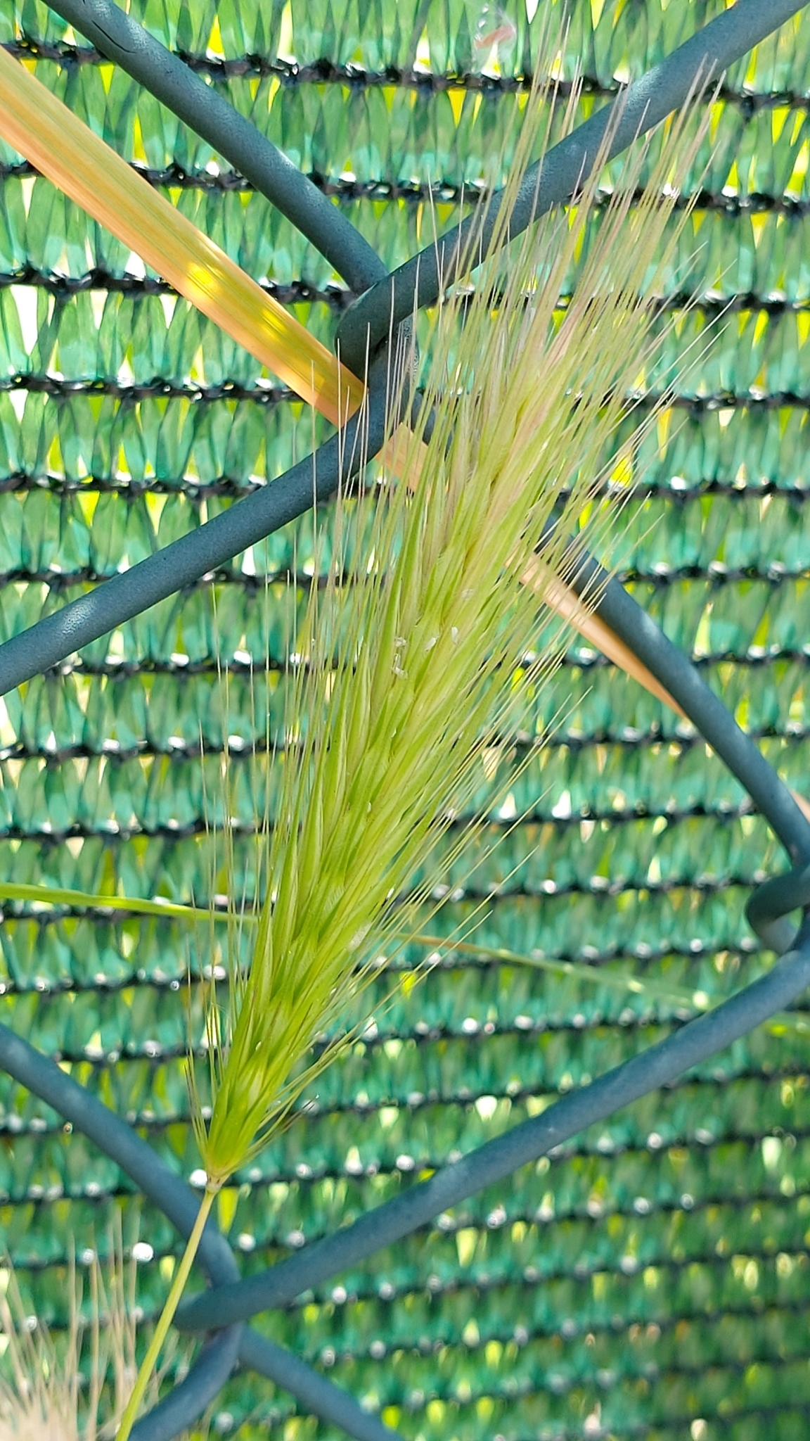 Photo of wall barley (11/12)