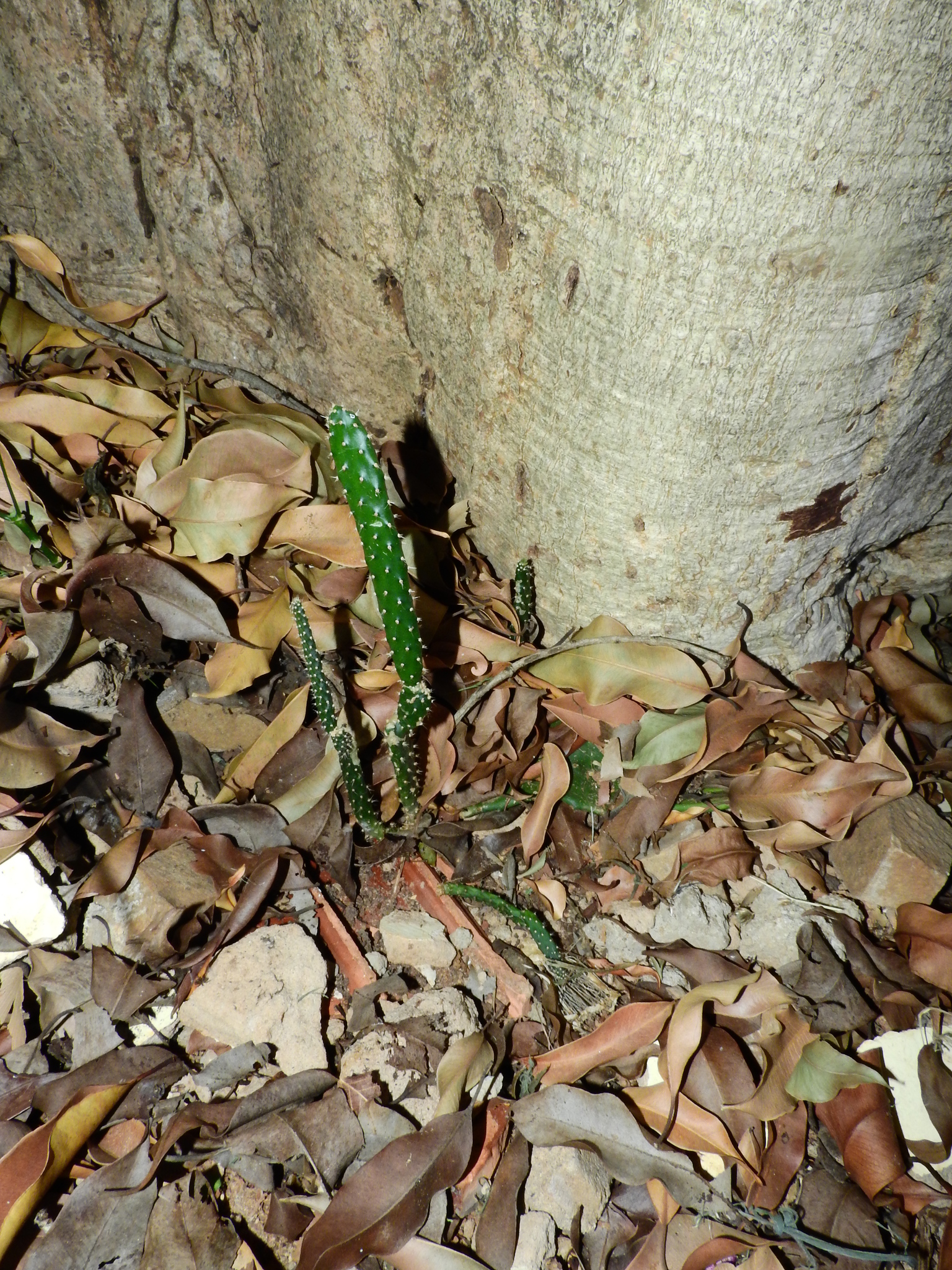 Photo of Cactaceae