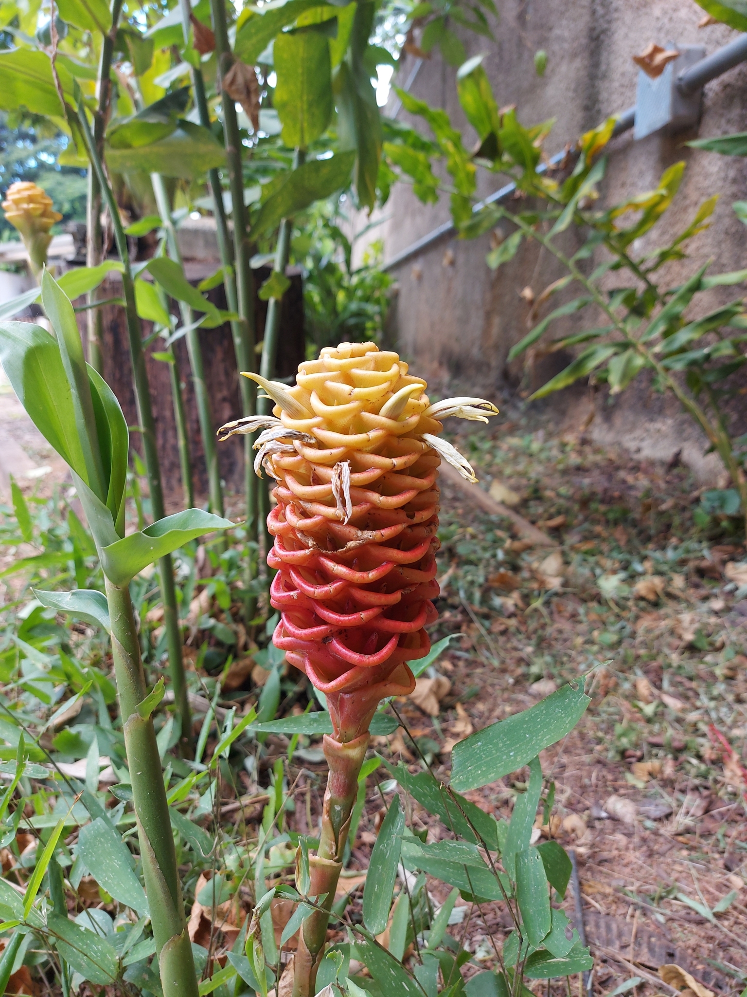Photo of beehive ginger (3/6)