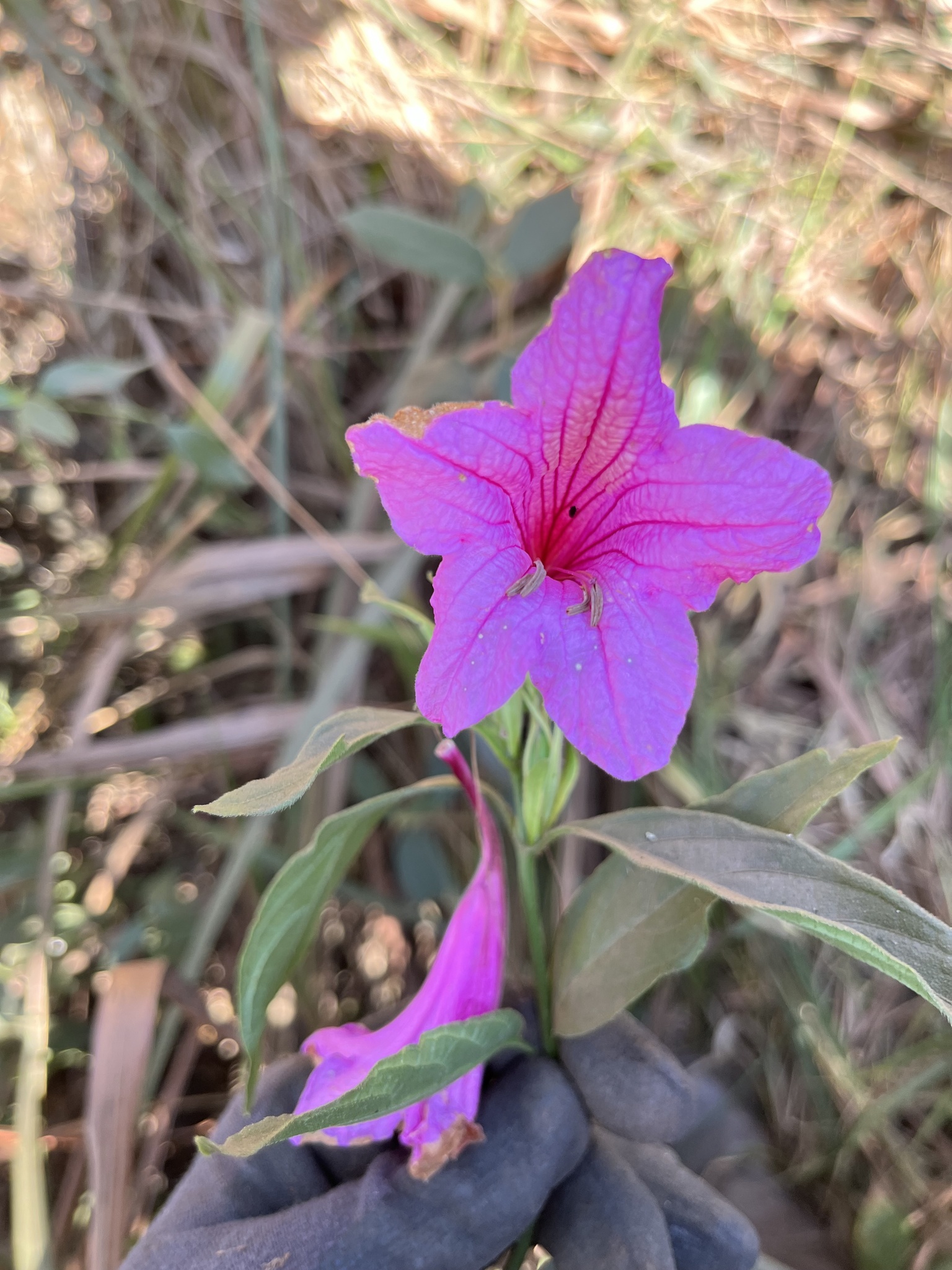Photo of Ruellia macrantha (2/12)