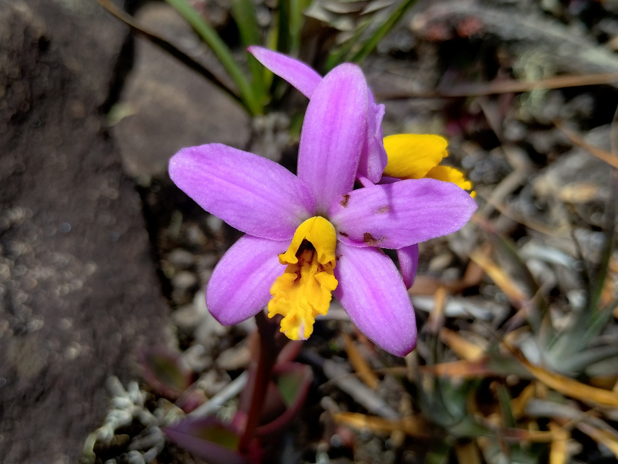 Photo of Cattleya longipes (1/9)