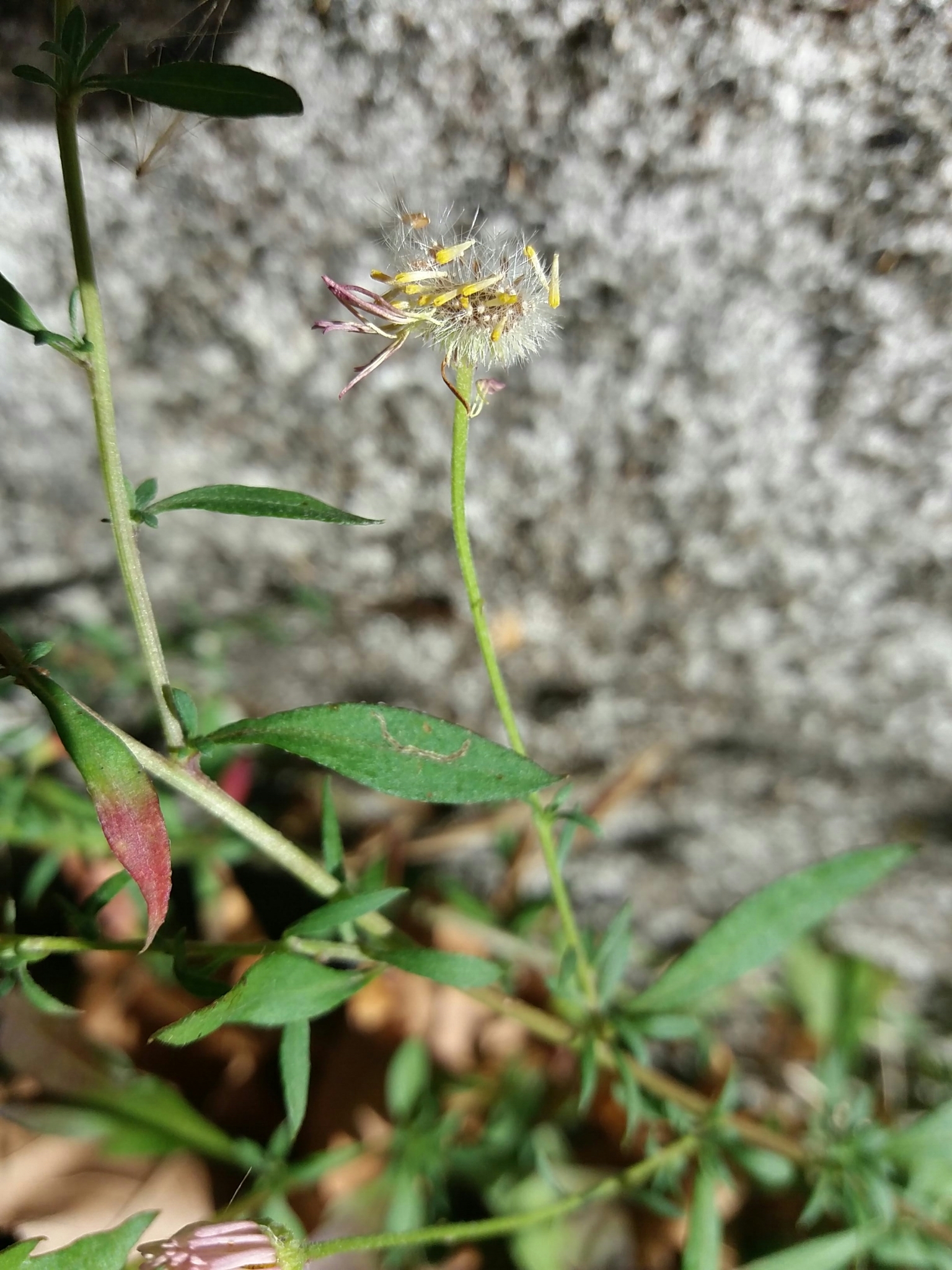 Photo of Mexican Fleabane (5/12)