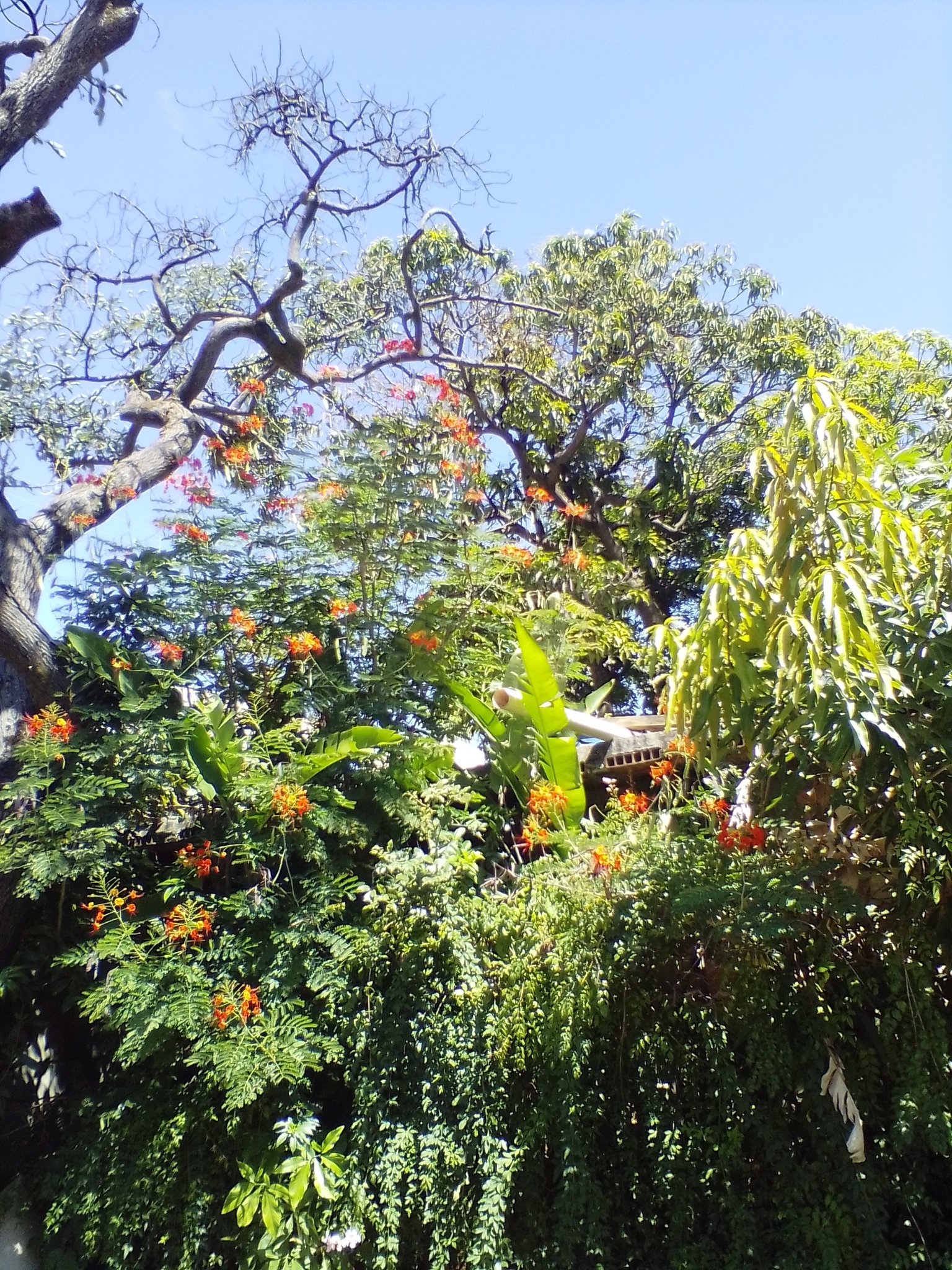 Photo of African tulip tree (1/12)