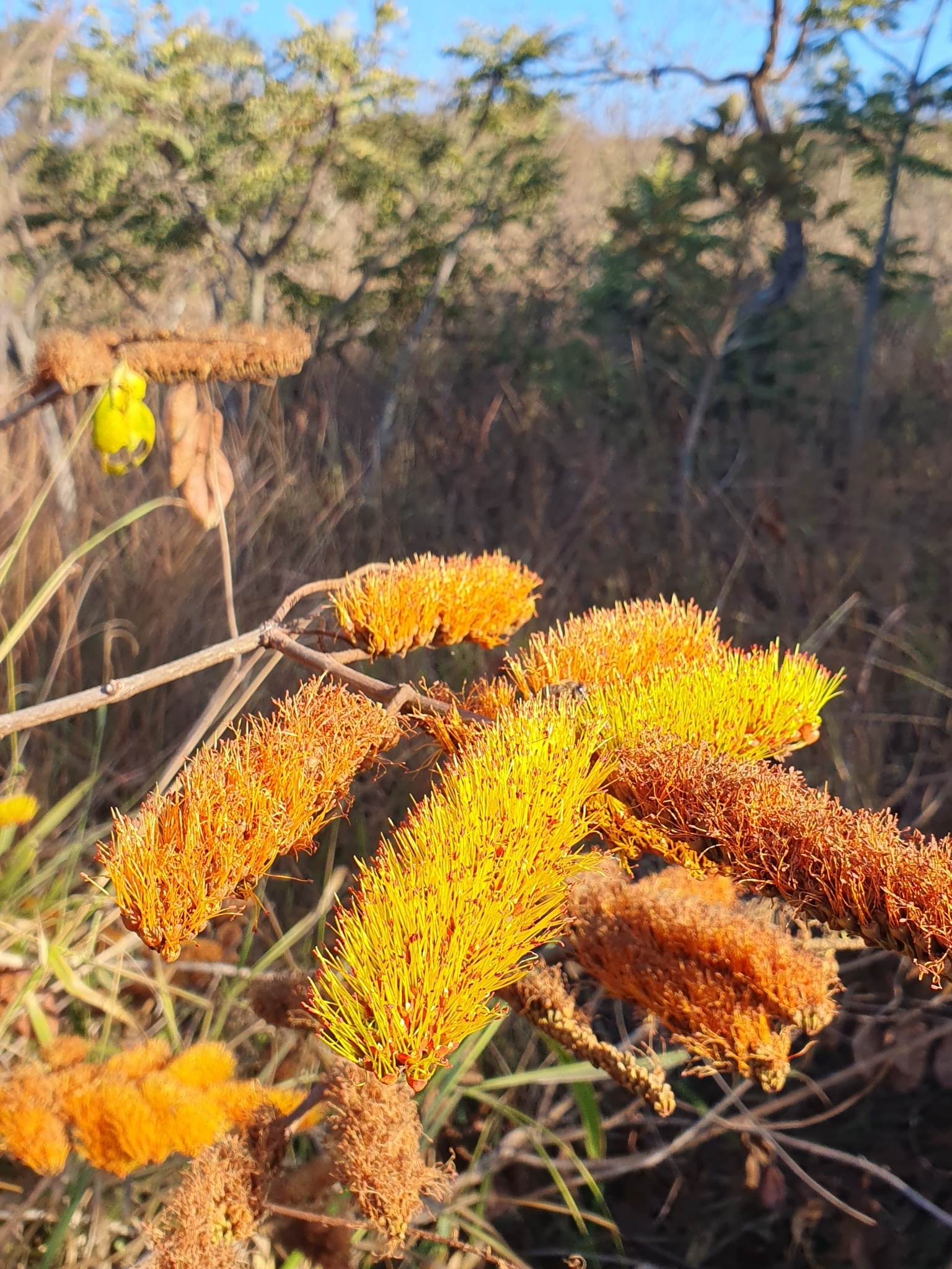 Photo of Combretum fruticosum (5/9)