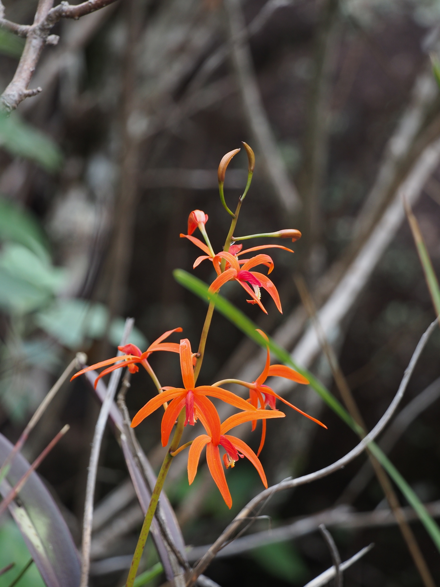 Photo of Cattleya cinnabarina (10/10)
