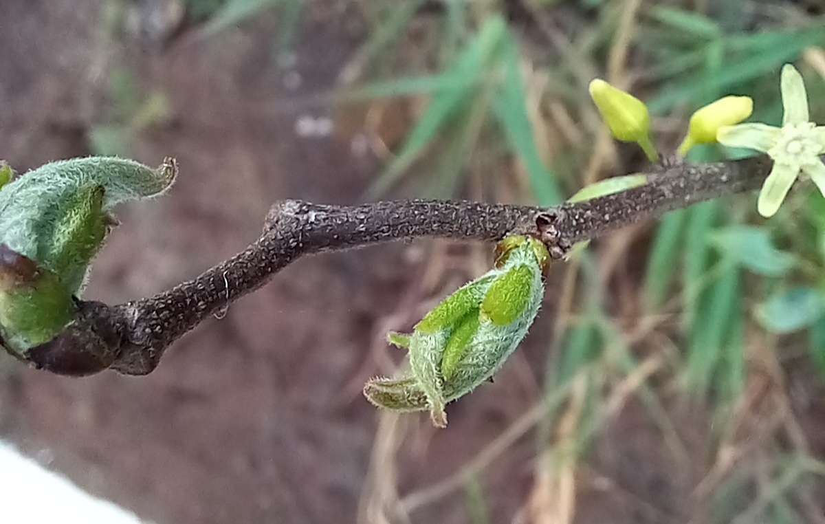 Photo of Casearia decandra (1/12)
