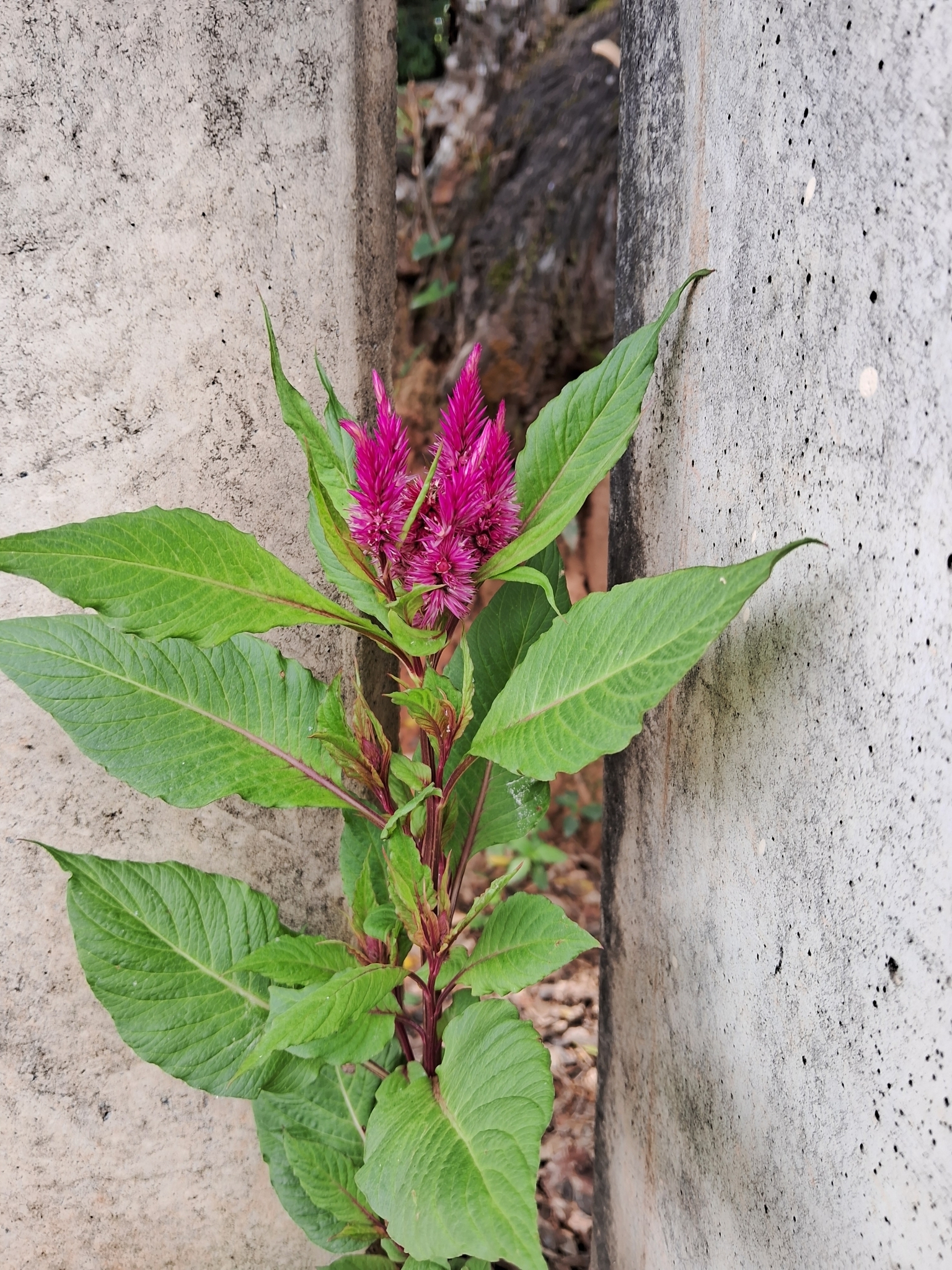 Photo of Flamingo Feather Flower (5/7)