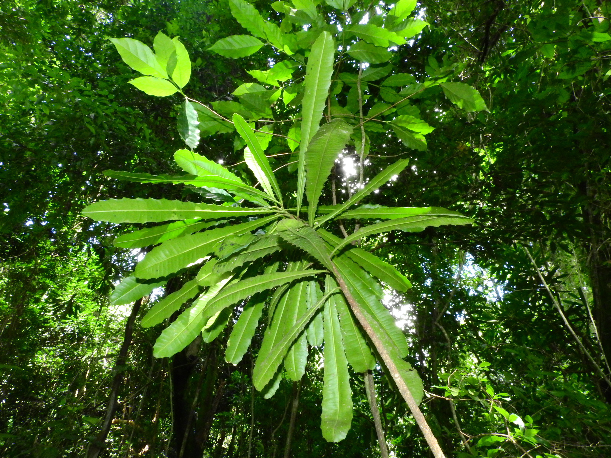 Photo of Pachystroma longifolium (3/7)