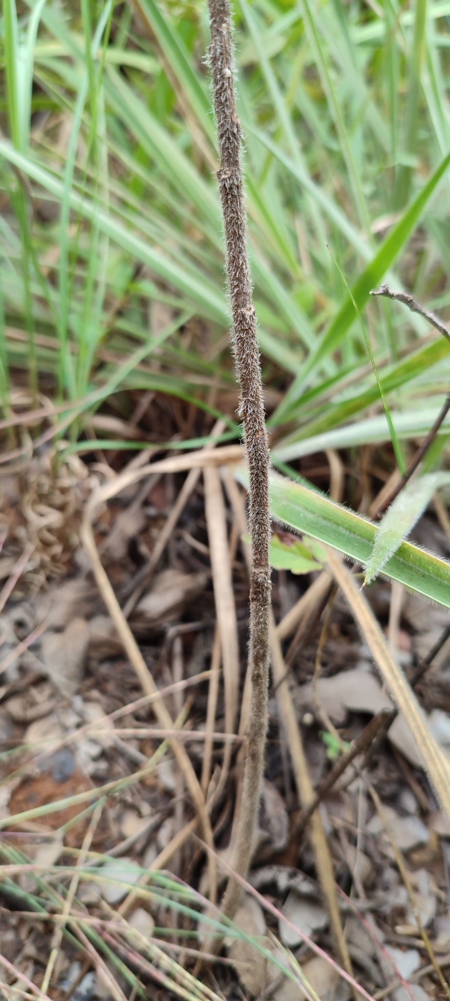 Photo of Aldama robusta (12/12)