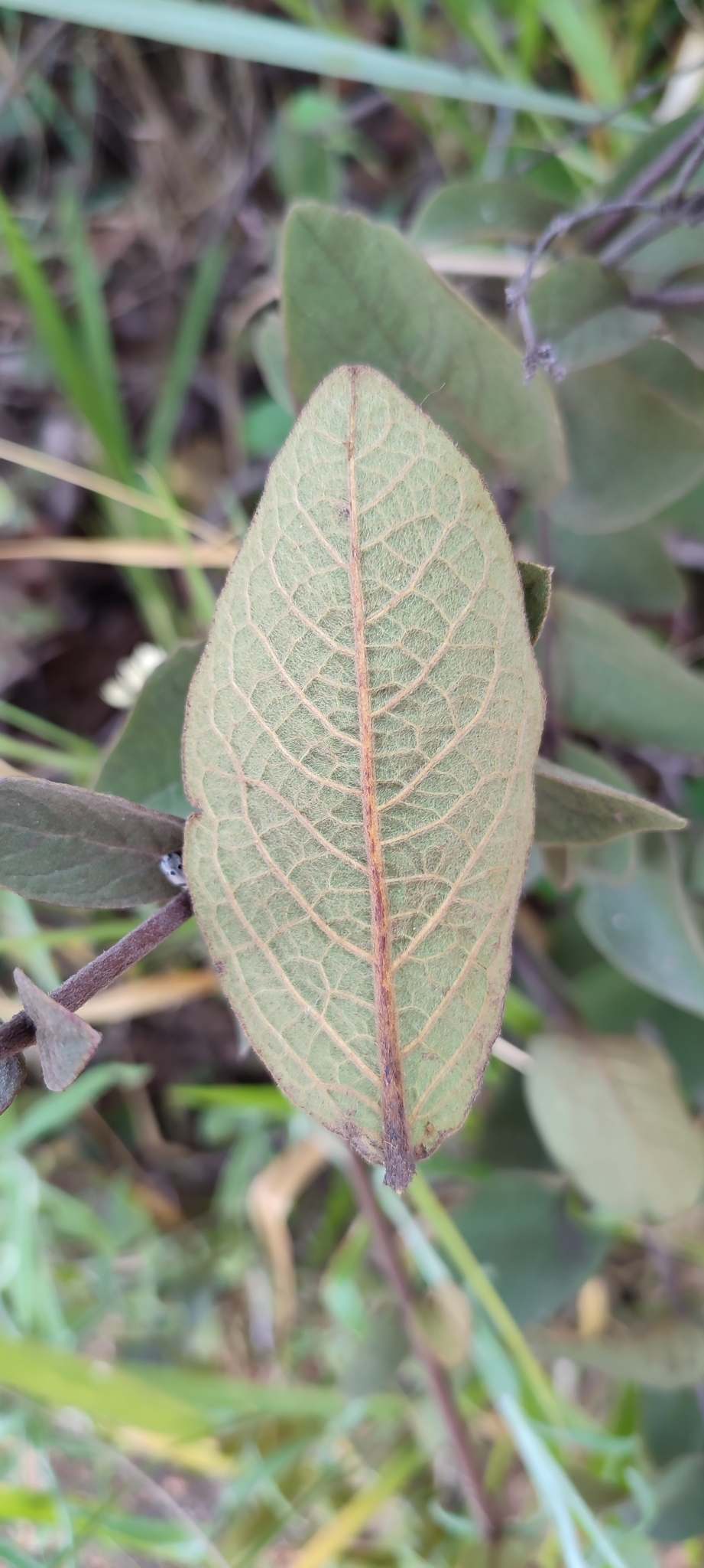 Photo of Heteropterys campestris (9/12)
