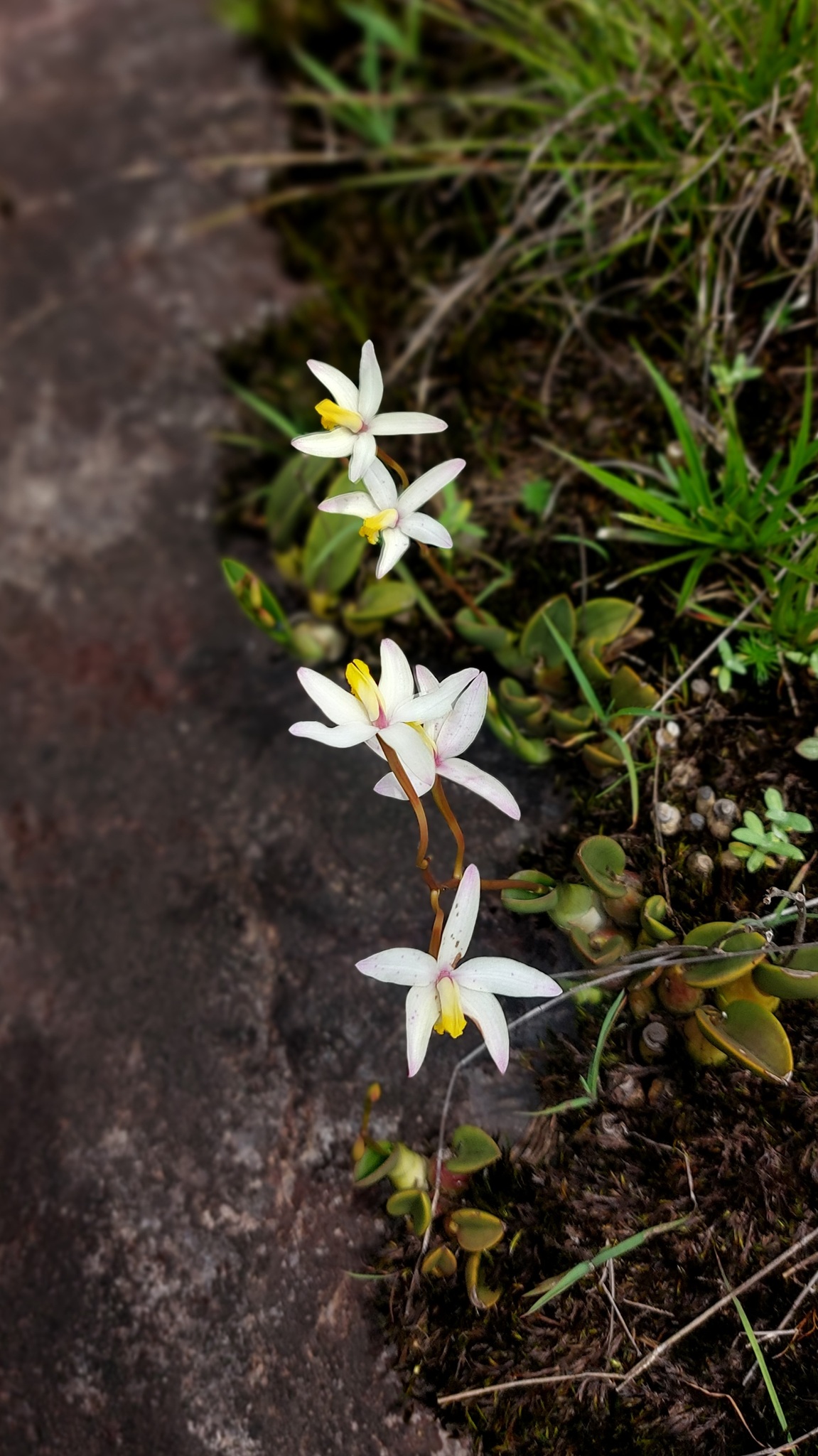 Photo of Cattleya fournieri (4/7)