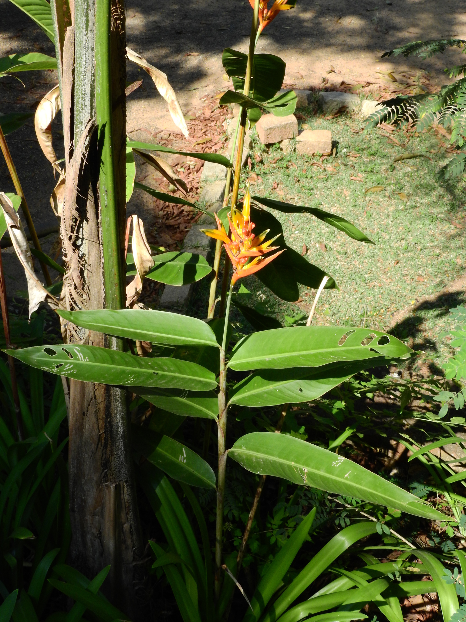 Photo of Parrot's Beak (9/11)