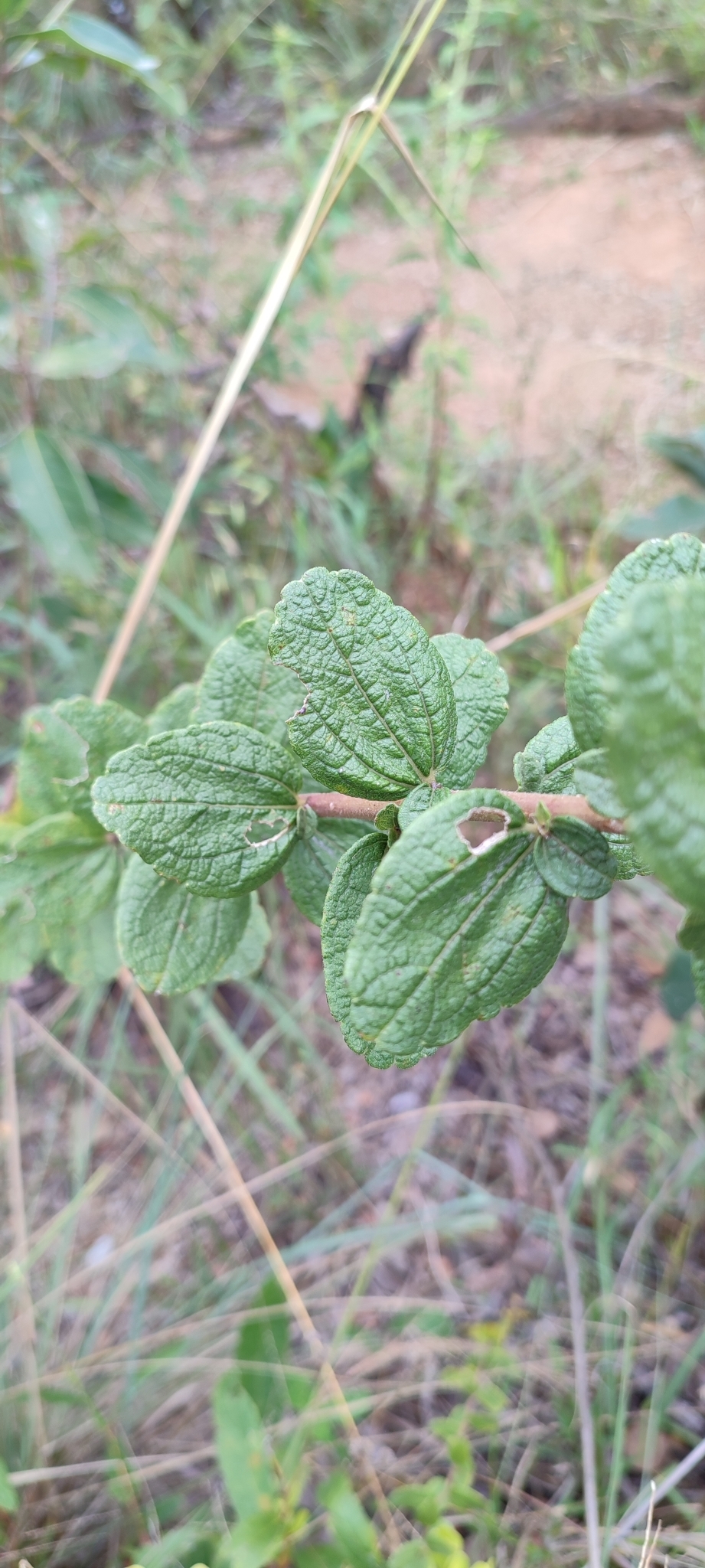 Photo of Aldama robusta (8/12)