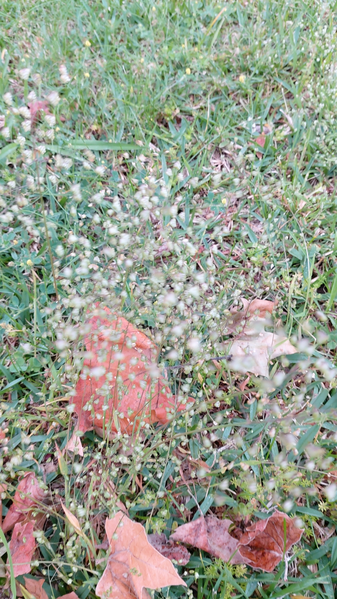Photo of Little quaking-grass (4/12)