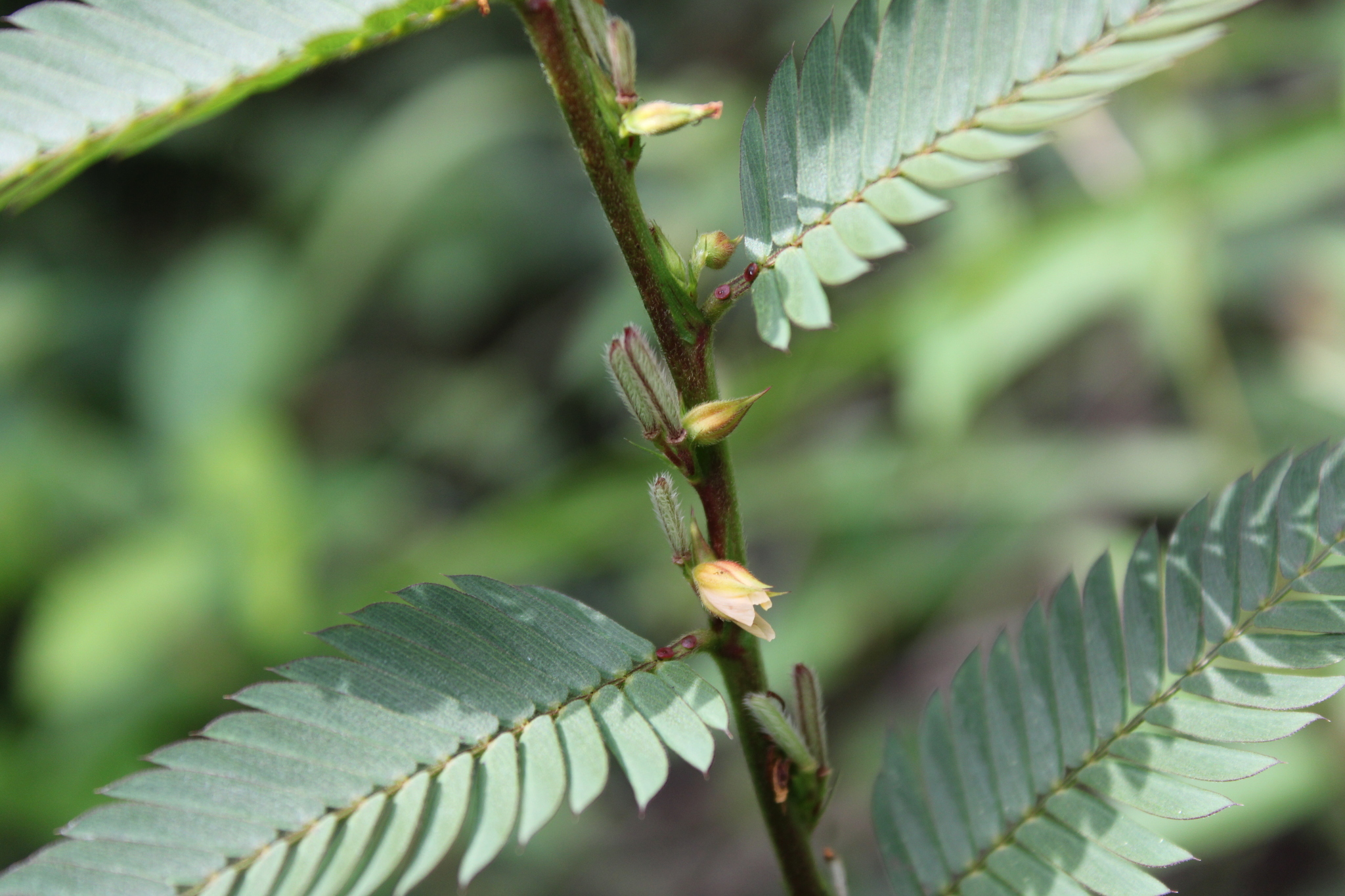 Photo of Chamaecrista (6/9)