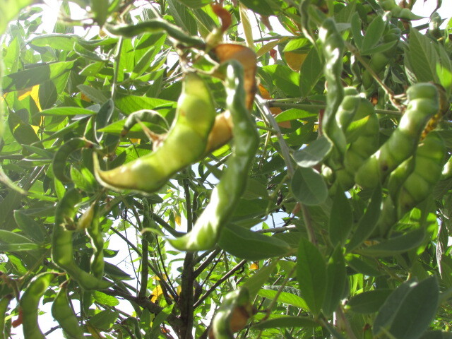 Photo of Fabaceae (1/6)
