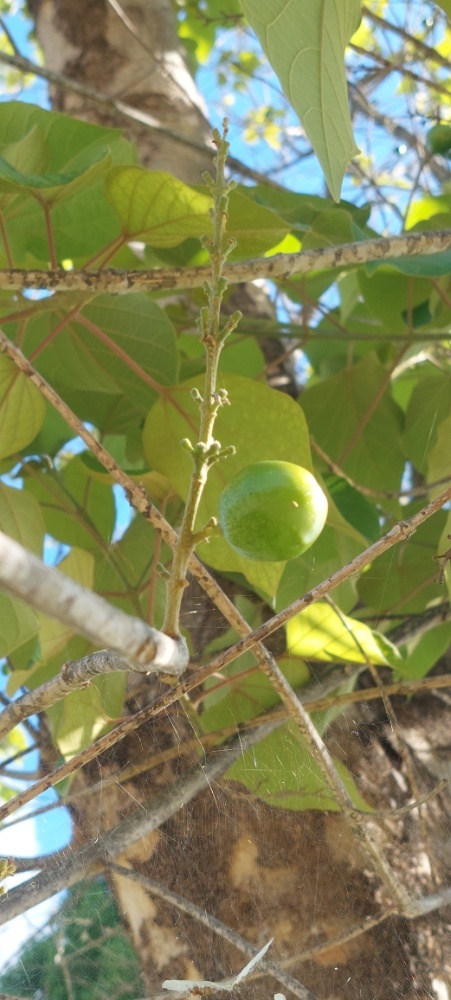 Photo of Gmelina (5/7)