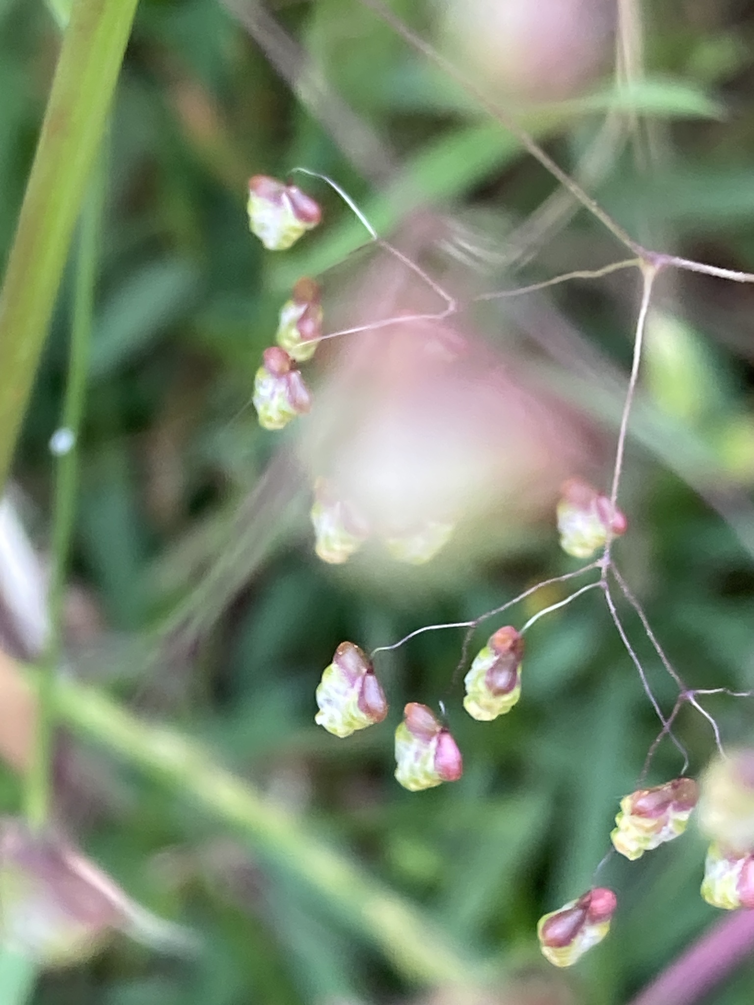 Photo of Little quaking-grass (1/12)