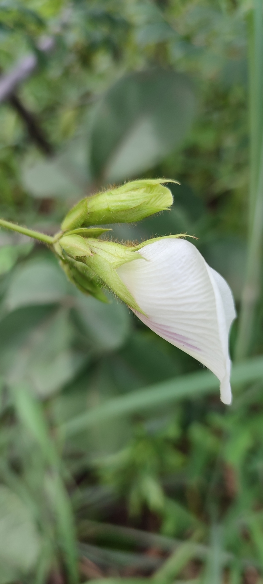 Photo of Clitoria falcata (1/12)