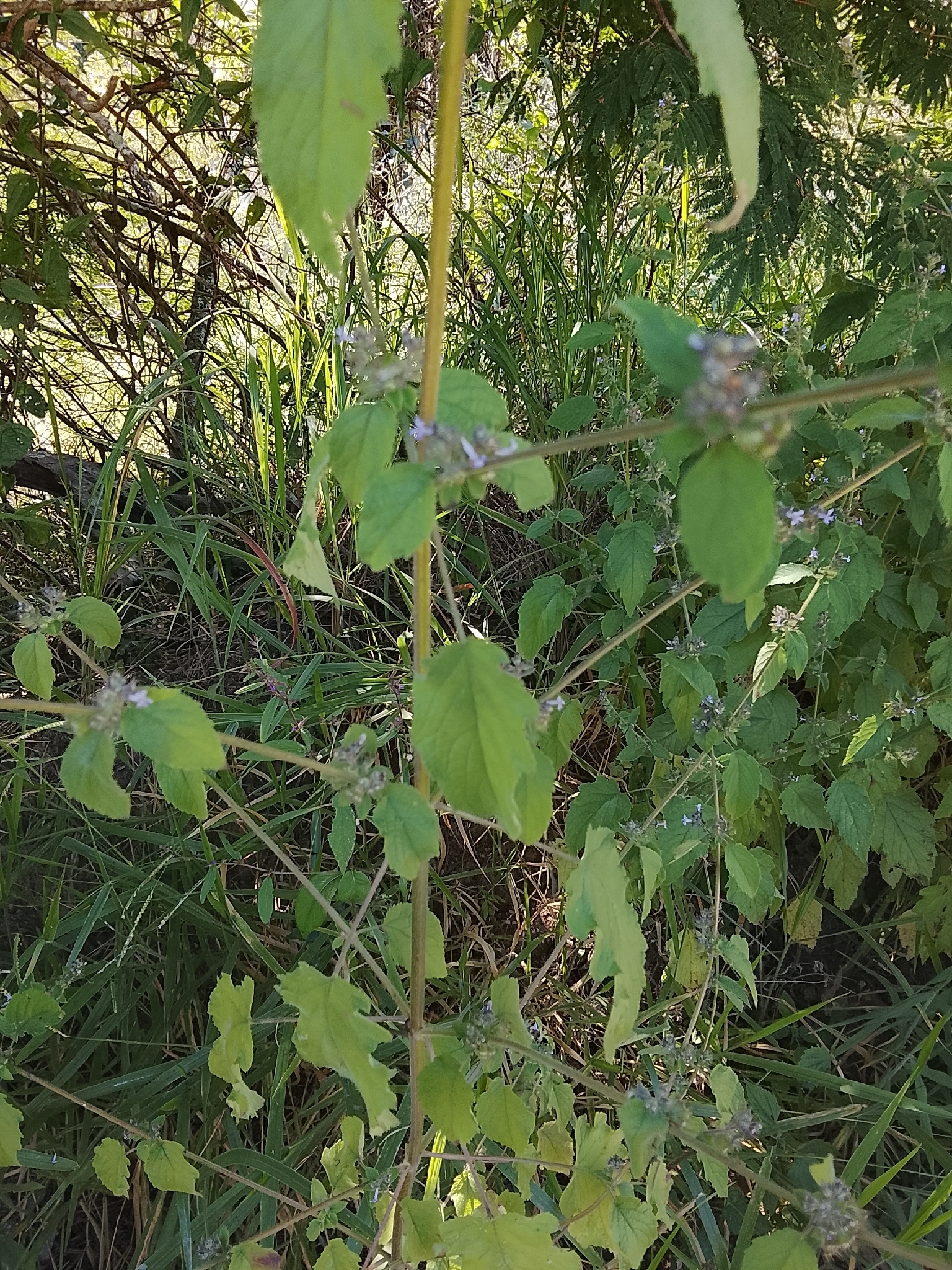 Photo of African Basil (3/6)