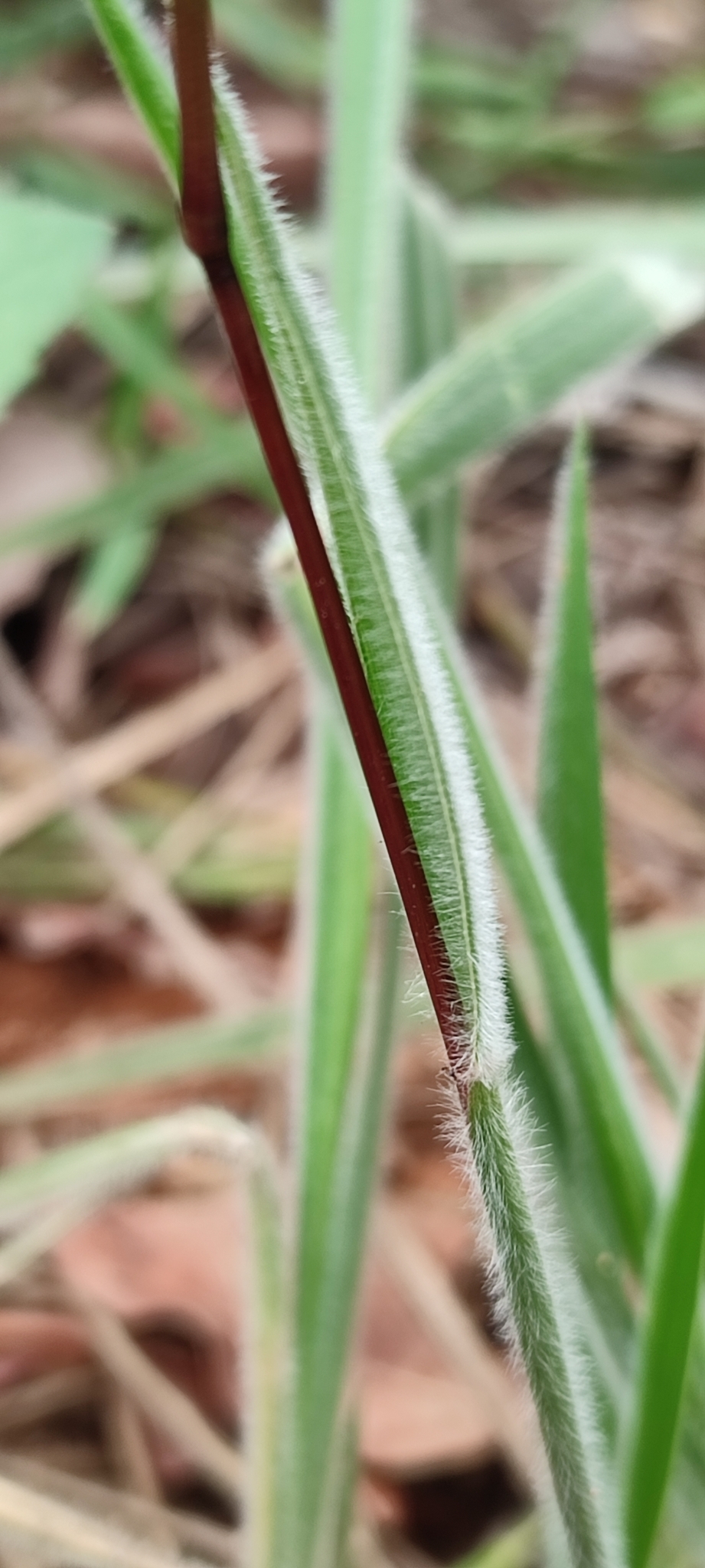 Photo of Eragrostis polytricha (6/12)