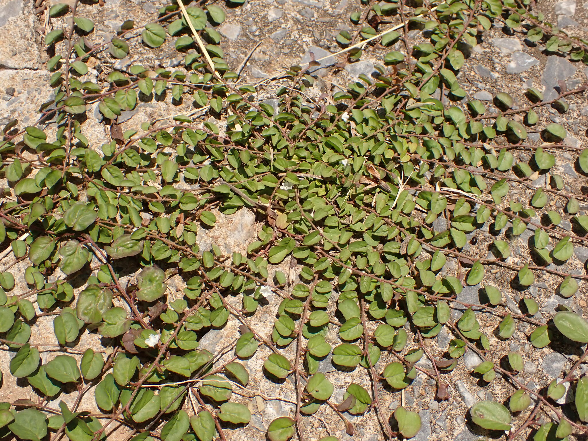 Photo of Dwarf Morning Glory (5/7)