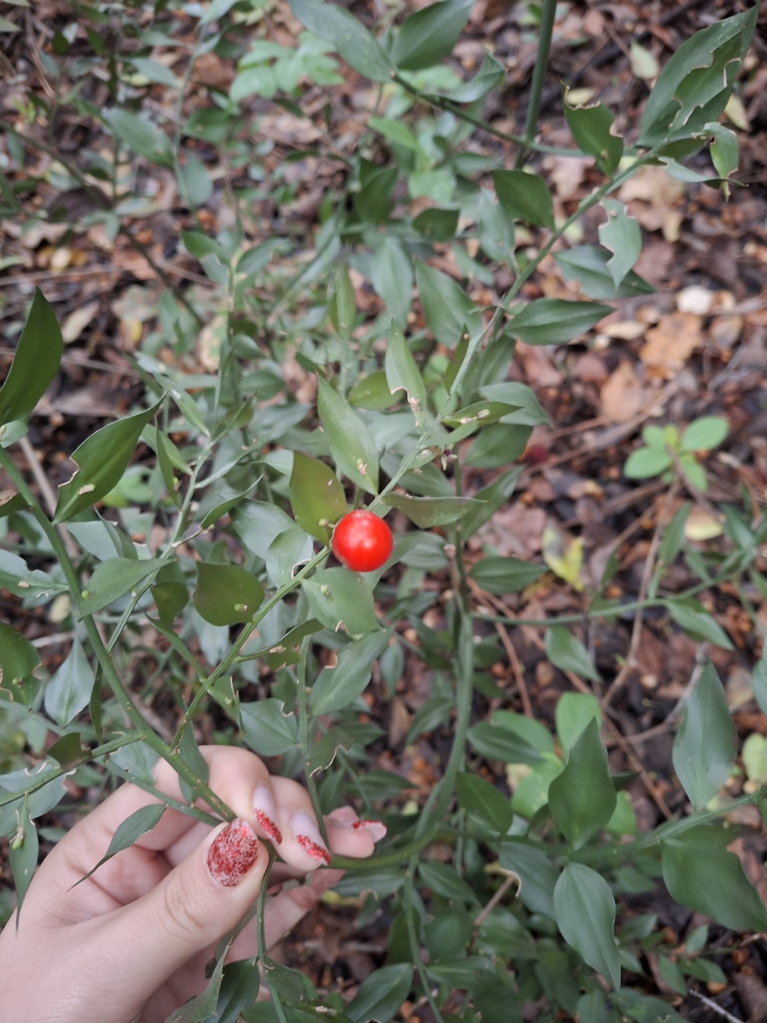 Photo of butcher's-broom (1/12)