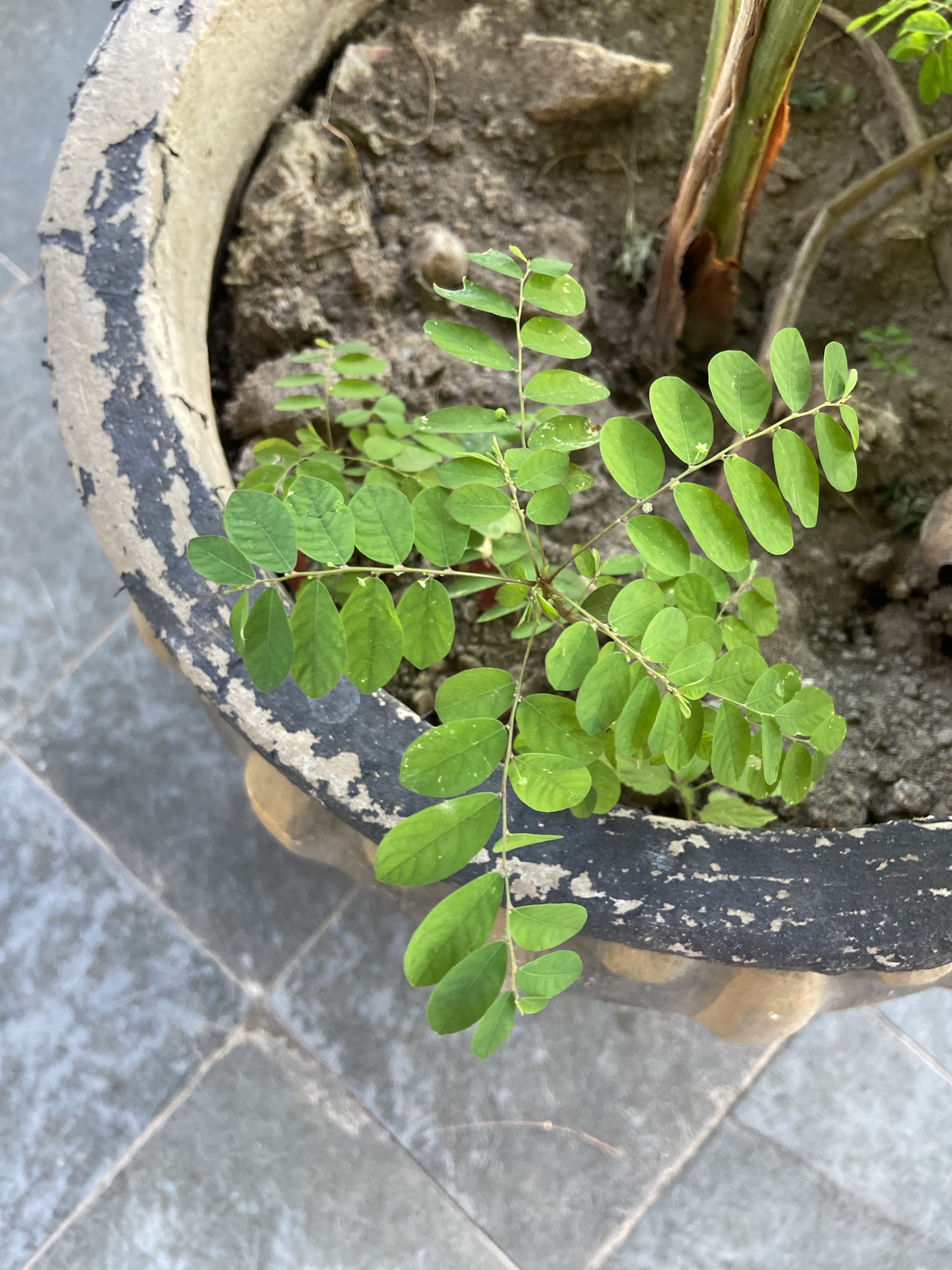 Photo of Mascarene Island leaf-flower (4/8)