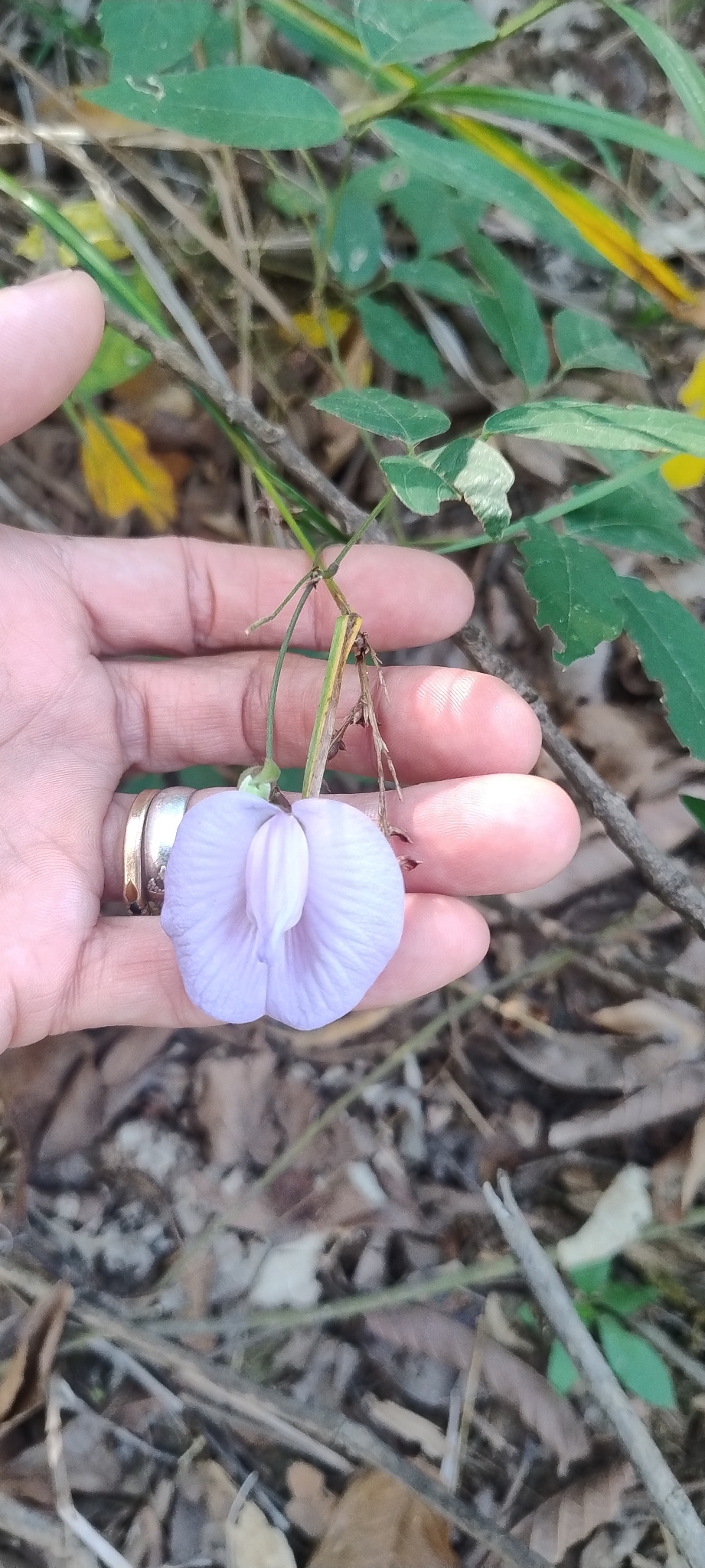 Photo of butterfly pea (6/9)