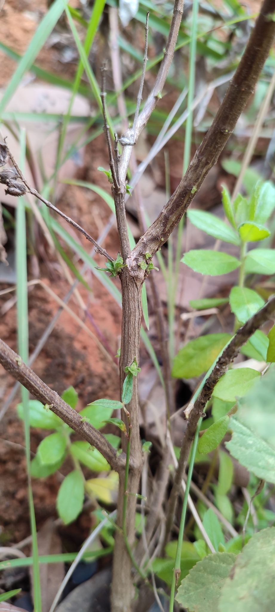 Photo of Oocephalus oppositiflorus (12/12)