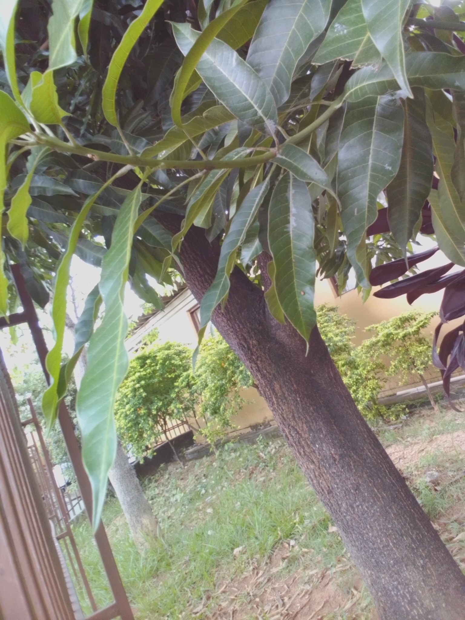 Photo of Indian mango (2/12)