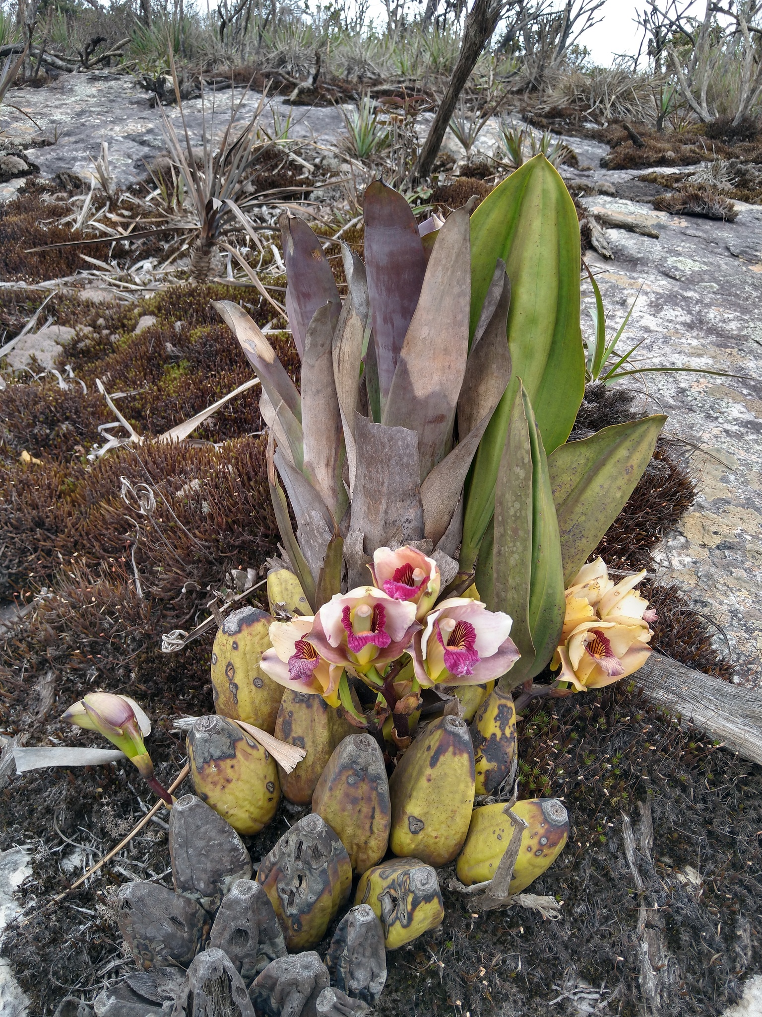 Photo of Bifrenaria harrisoniae (8/10)