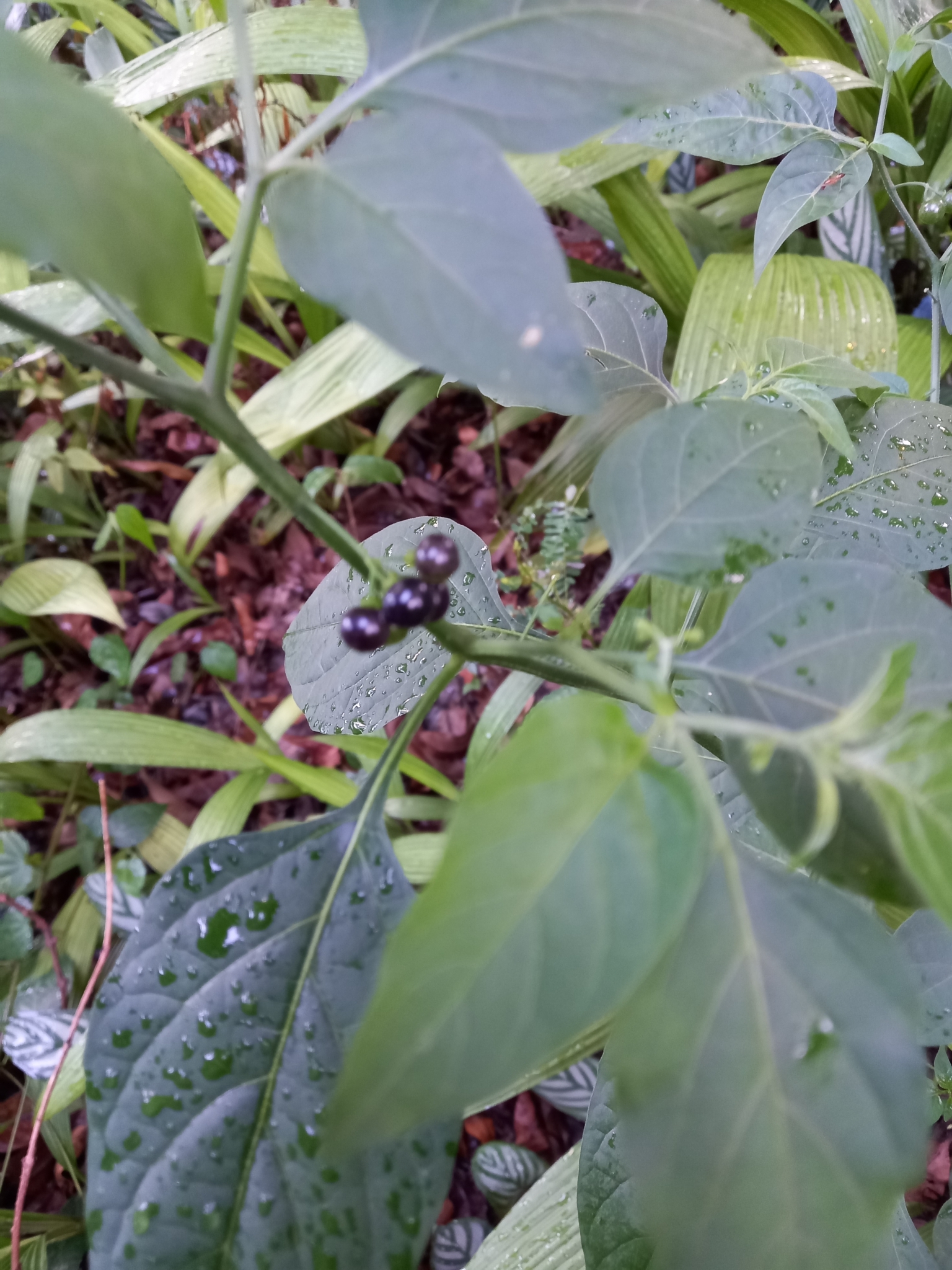 Photo of American black nightshade (1/10)