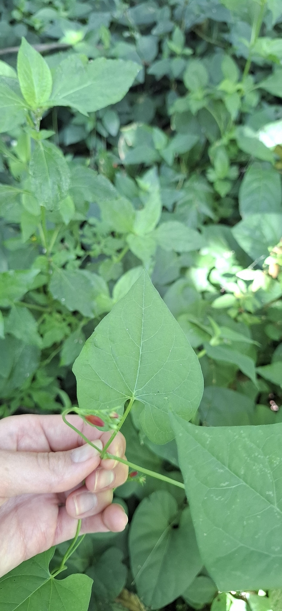 Photo of scarlet creeper (2/11)