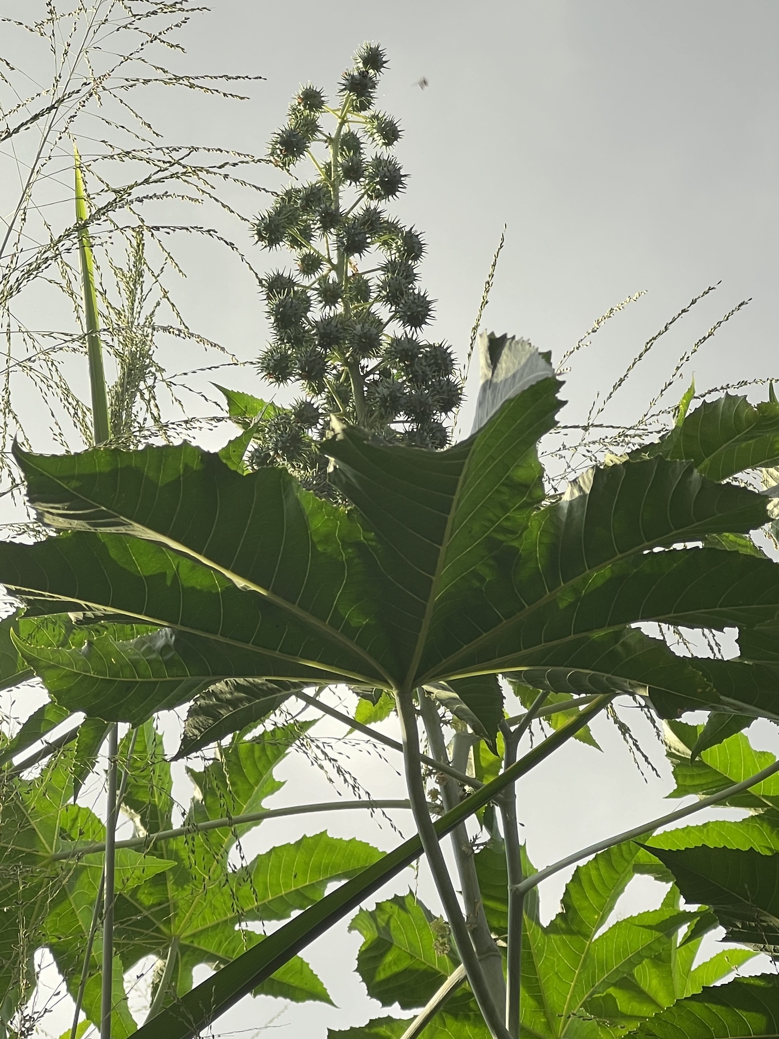 Photo of castor bean (6/12)