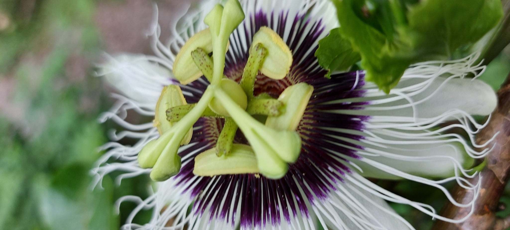 Photo of Yellow passionfruit (7/12)