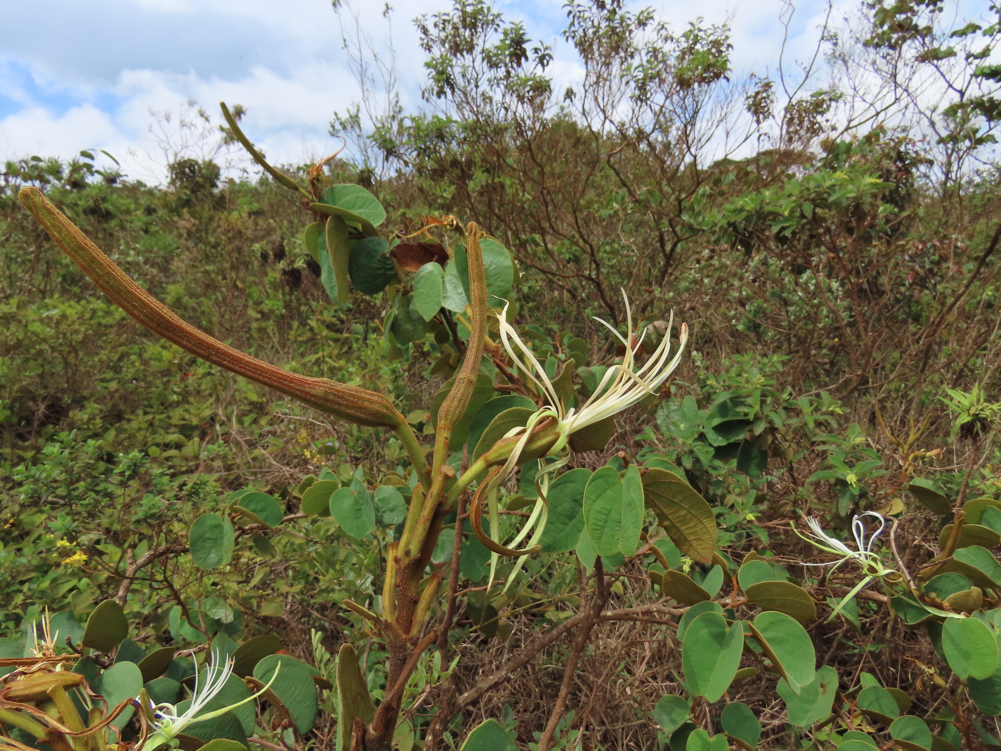 Photo of Bauhinia rufa (10/10)