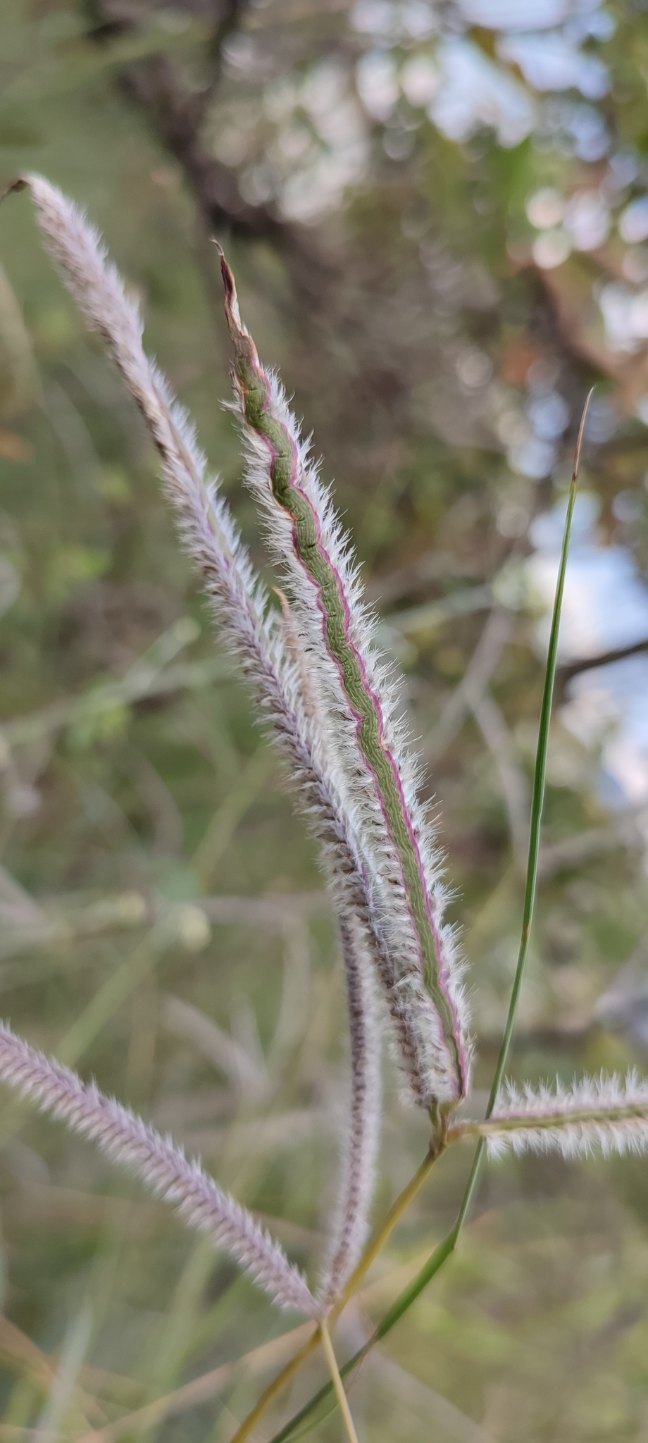 Photo of Paspalum eucomum (8/12)